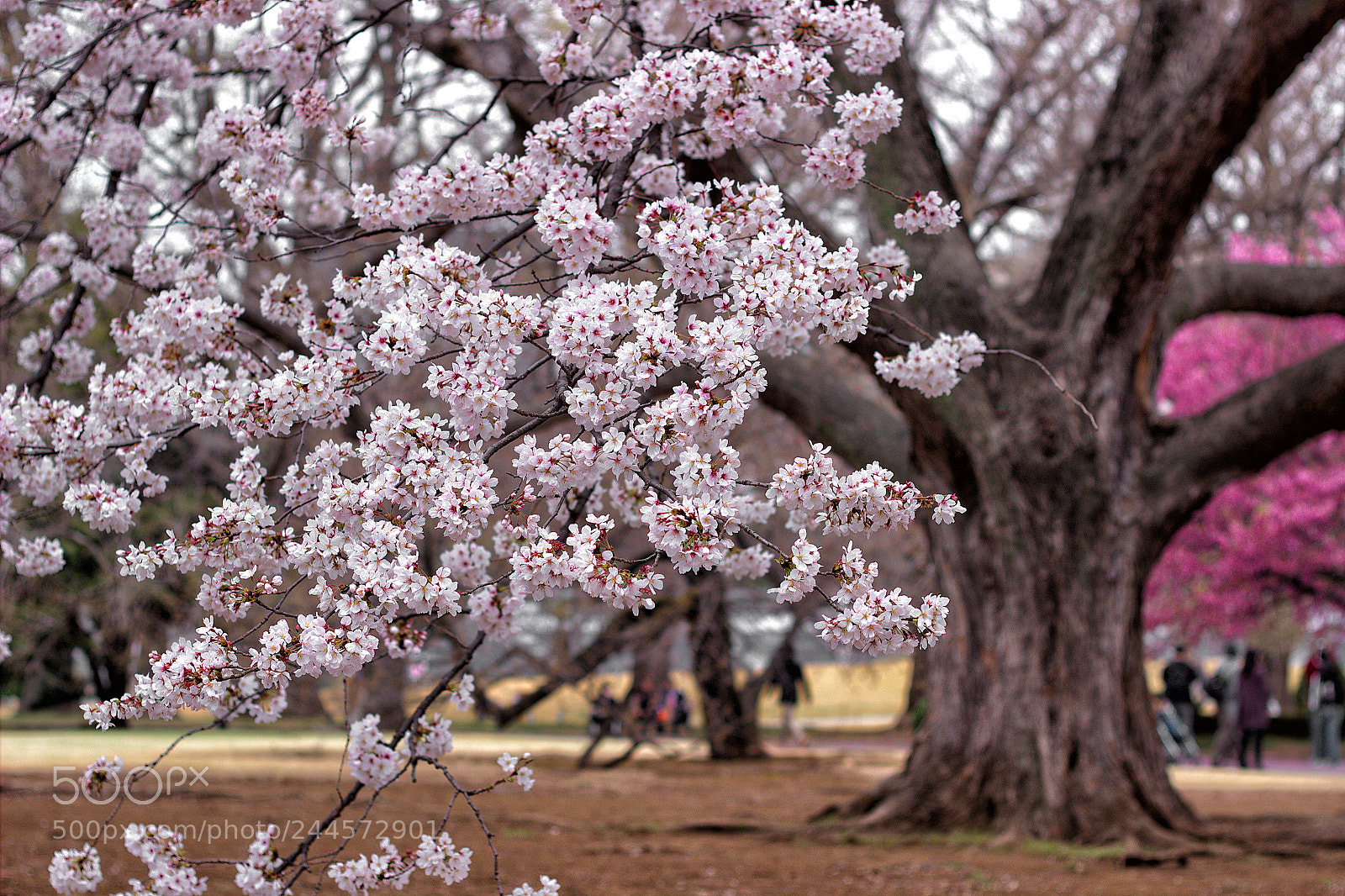 Canon EOS 600D (Rebel EOS T3i / EOS Kiss X5) sample photo. White sakura photography