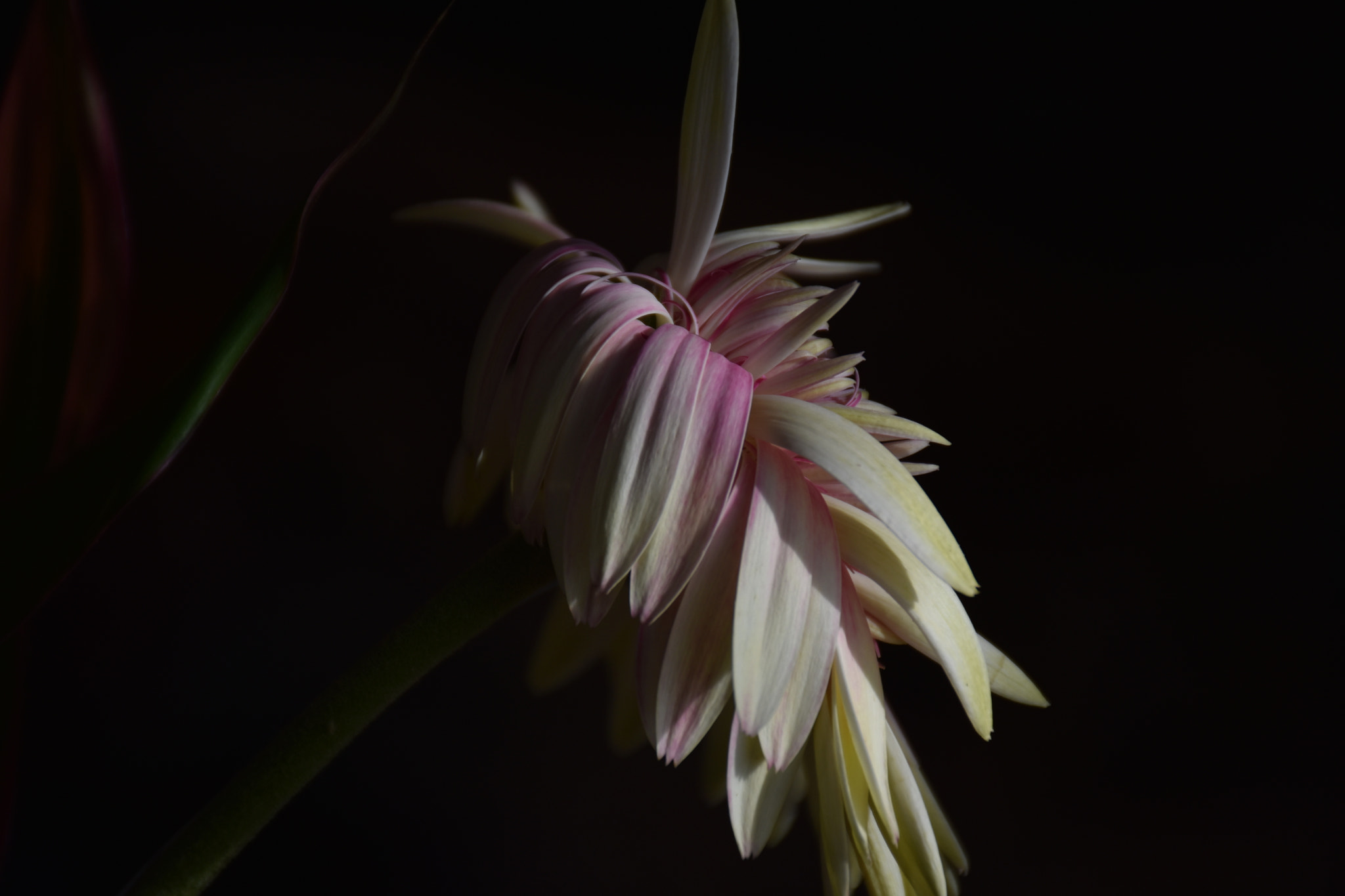 Nikon D3400 sample photo. White flower ... photography