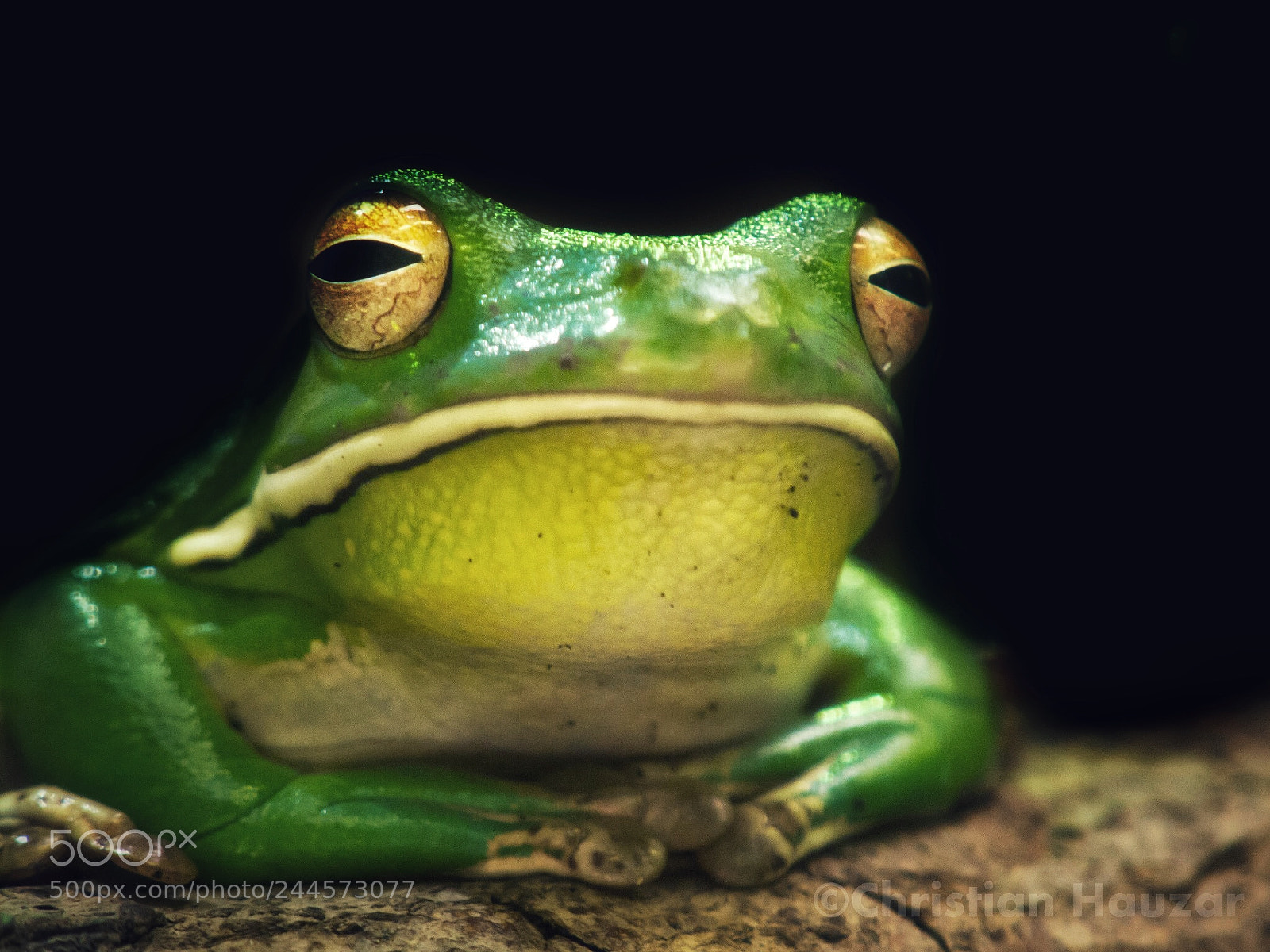 Olympus E-5 sample photo. Frog photography
