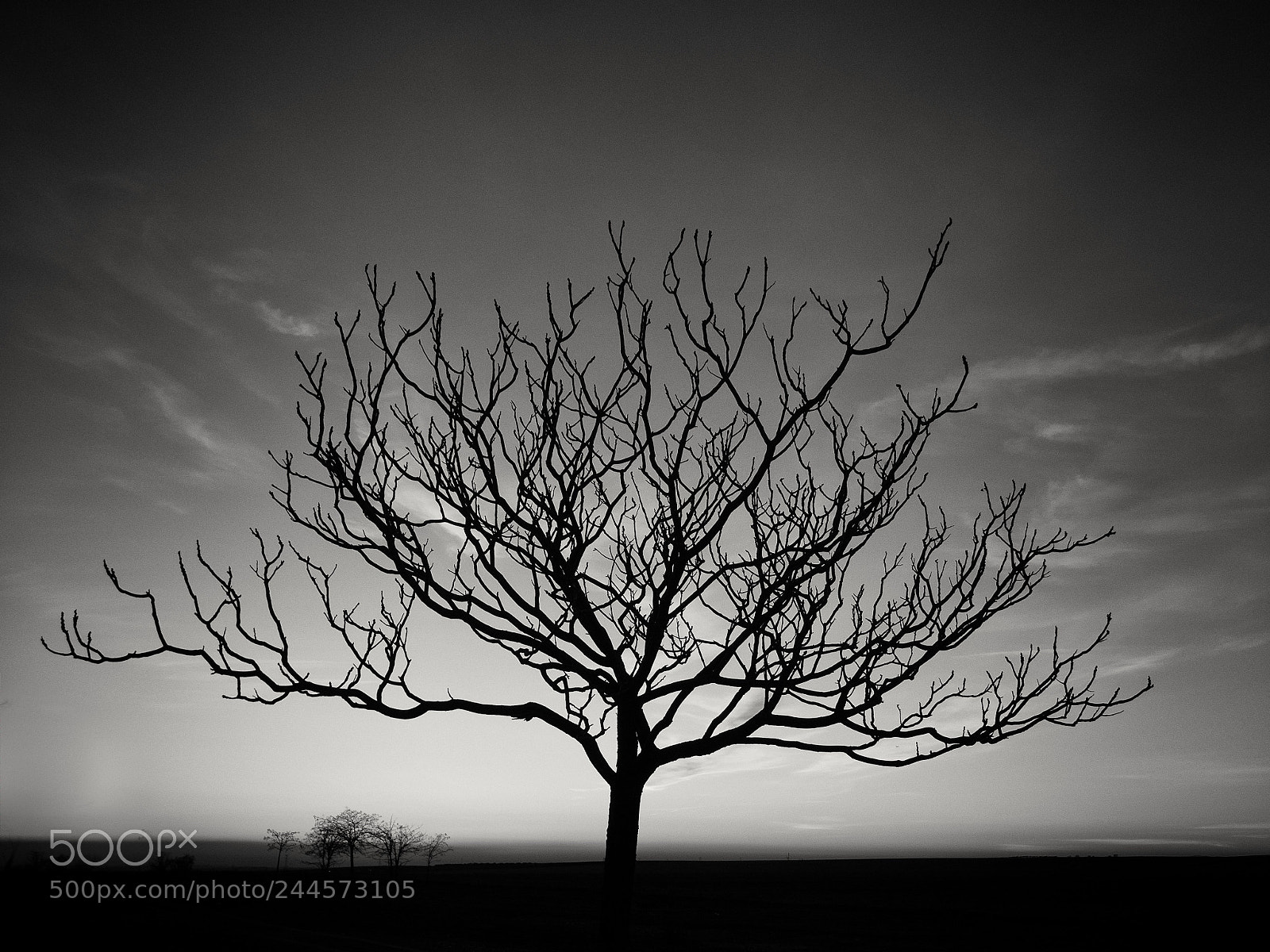 Panasonic Lumix DMC-GX8 sample photo. El rbol de la photography