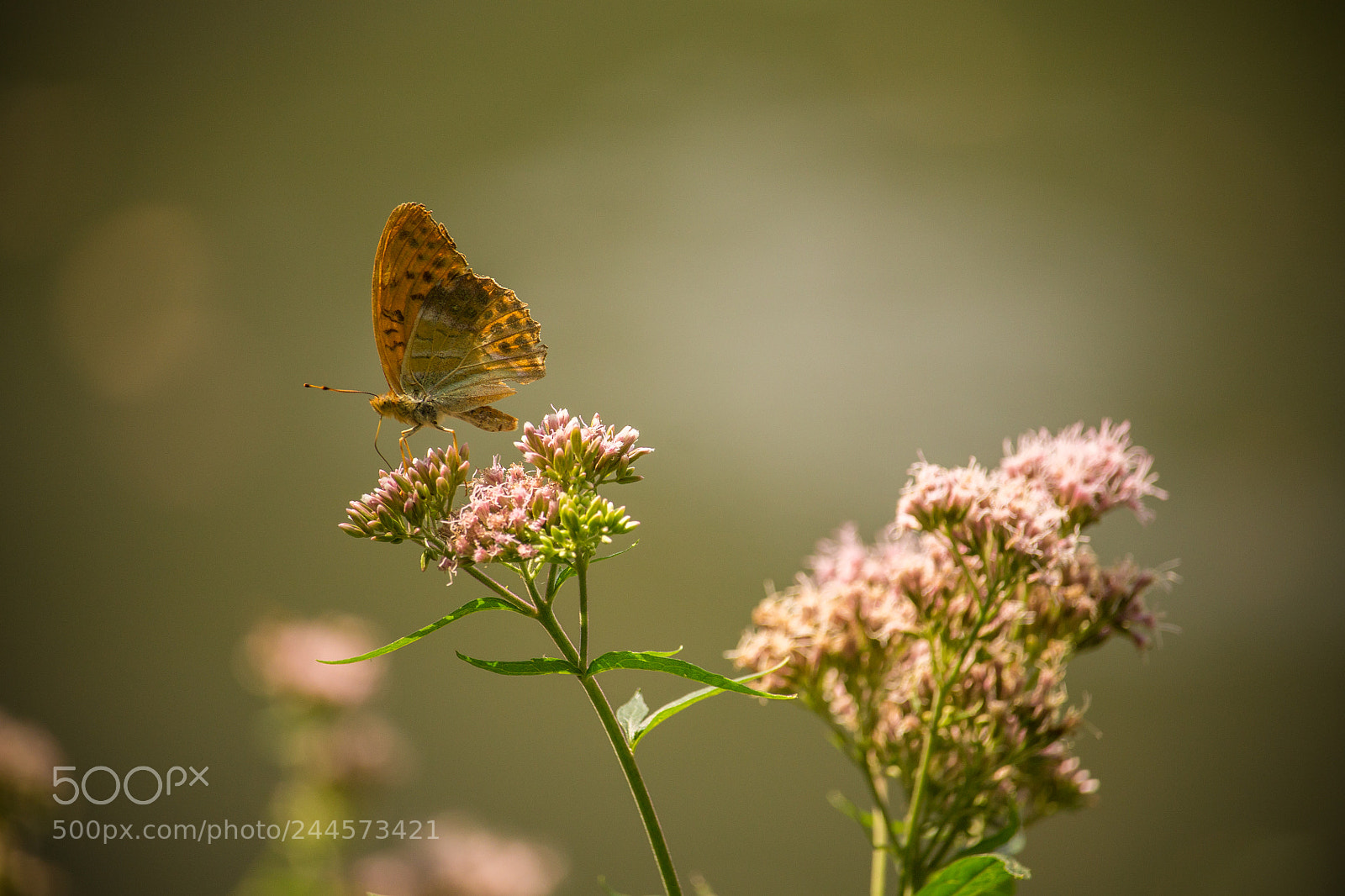 Canon EOS 1100D (EOS Rebel T3 / EOS Kiss X50) sample photo. Lonely butterfly photography
