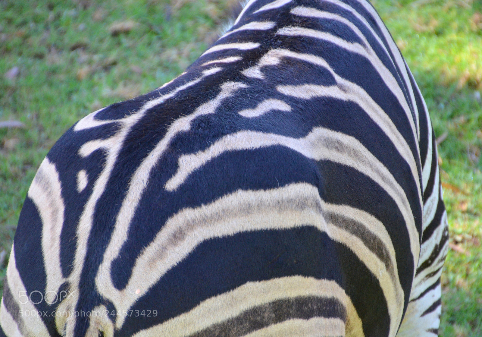 Nikon D5100 sample photo. Zebra back end photography