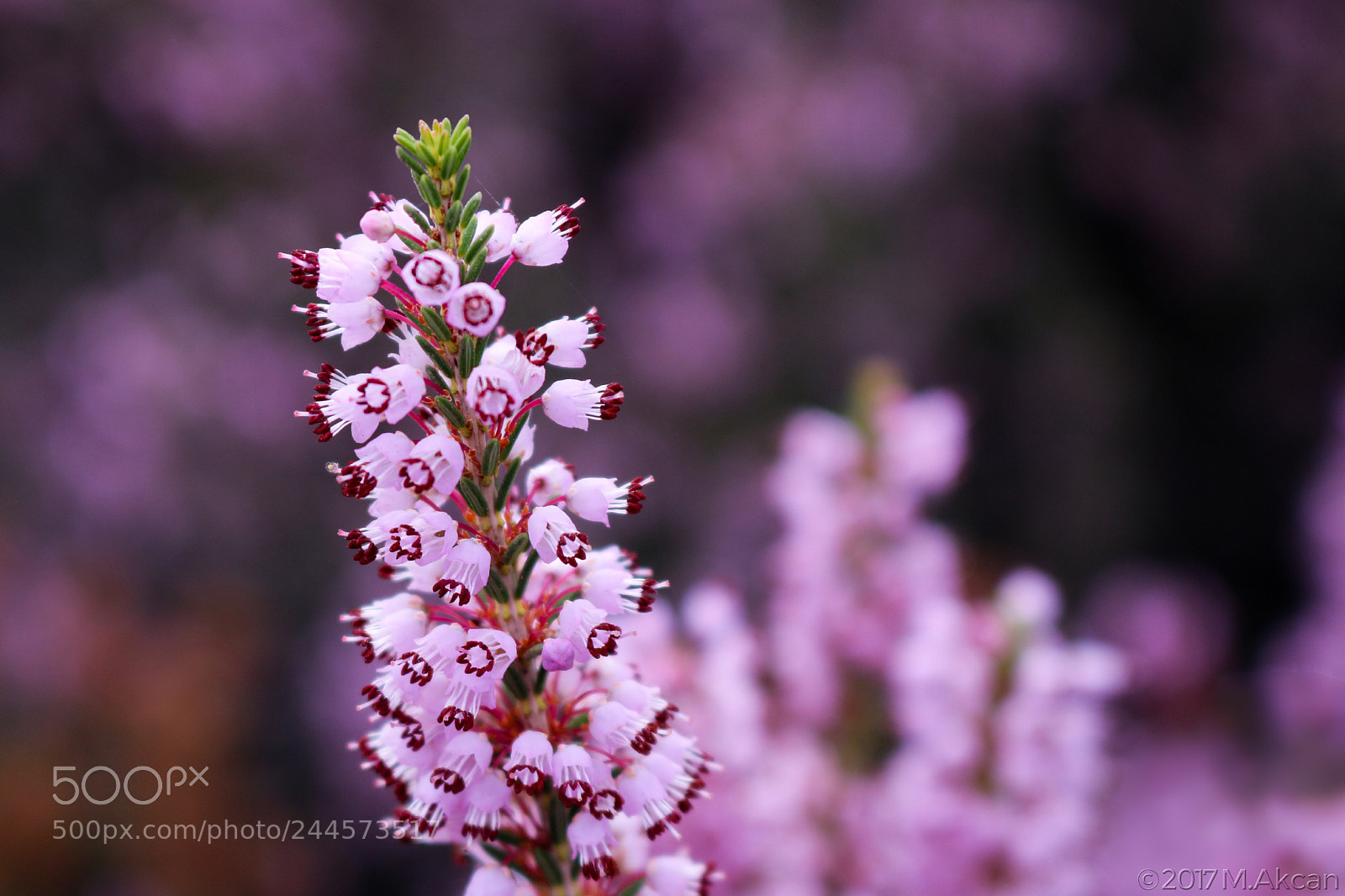 Canon EOS 760D (EOS Rebel T6s / EOS 8000D) sample photo. Erica arborea. p ren photography