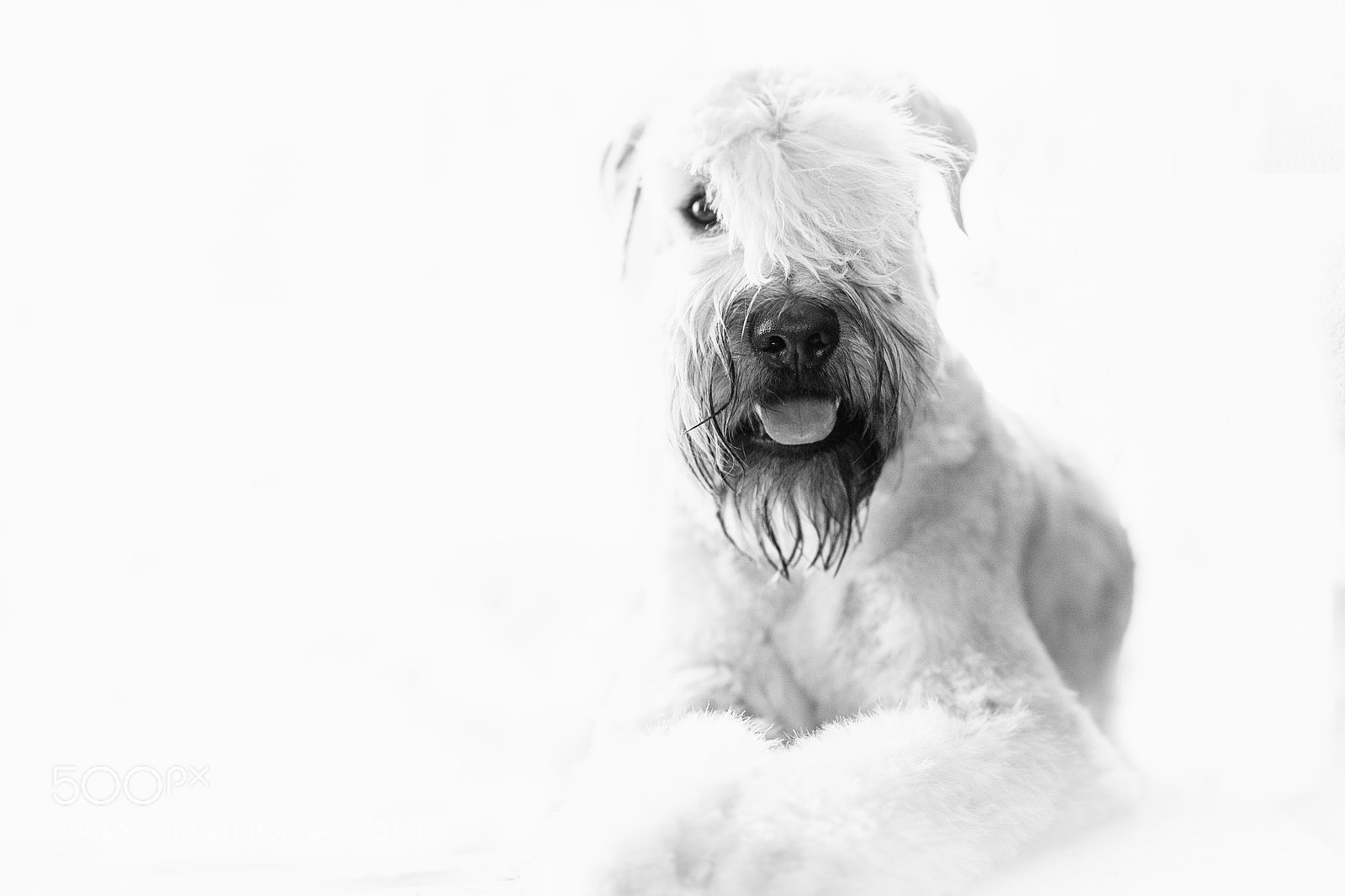 Nikon D850 sample photo. Gus photography