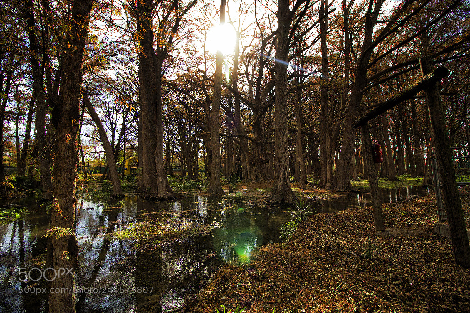 Canon EOS 60D sample photo. El sabinal park. cerralvo. photography