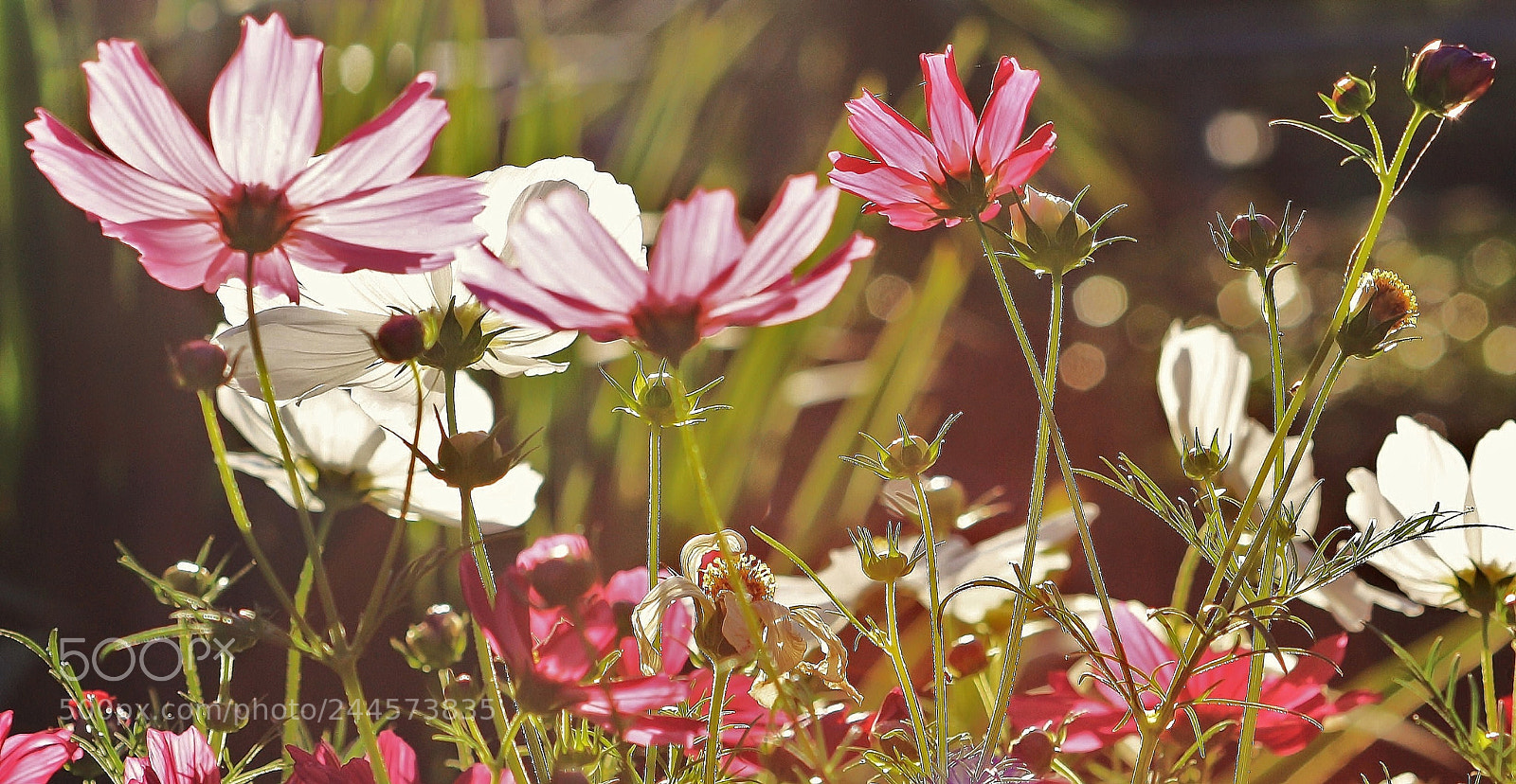 Canon EOS 1000D (EOS Digital Rebel XS / EOS Kiss F) sample photo. Happy :) photography