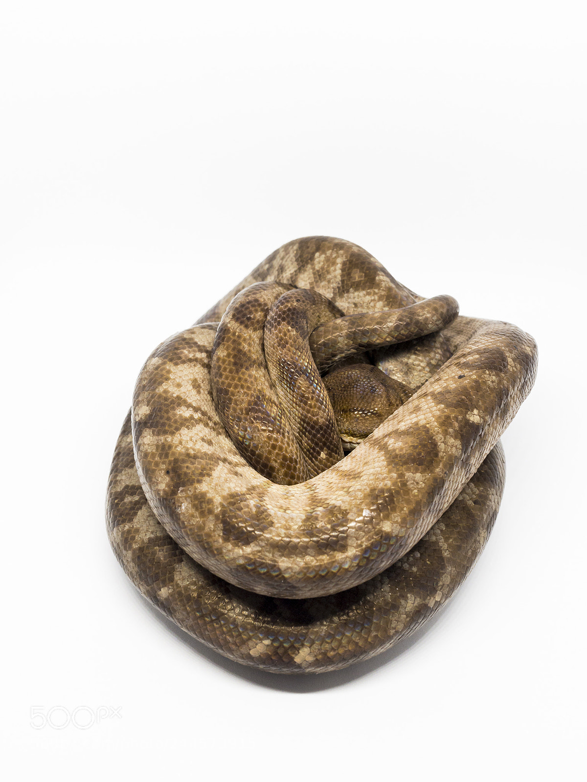 Olympus OM-D E-M10 II sample photo. Live knot. photography