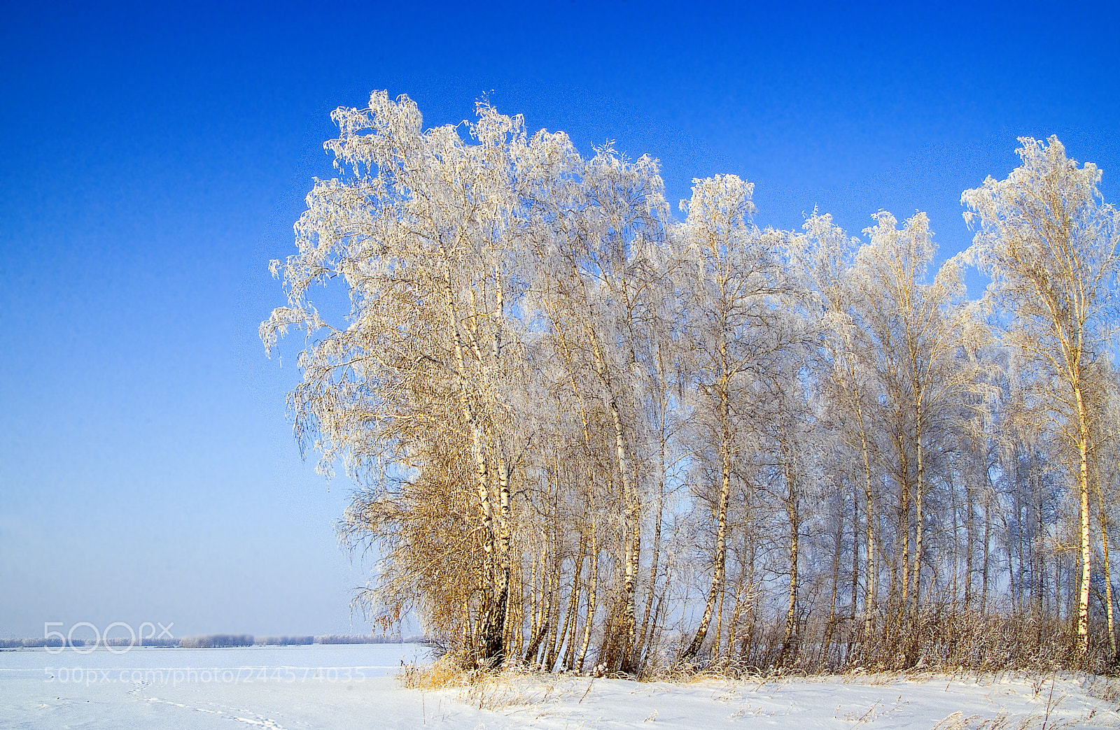 Fujifilm FinePix S3 Pro sample photo. Морозный день photography