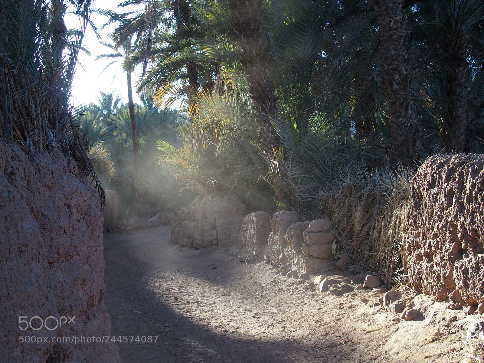 Olympus STYLUS1,1s sample photo. Path in palm oasis photography