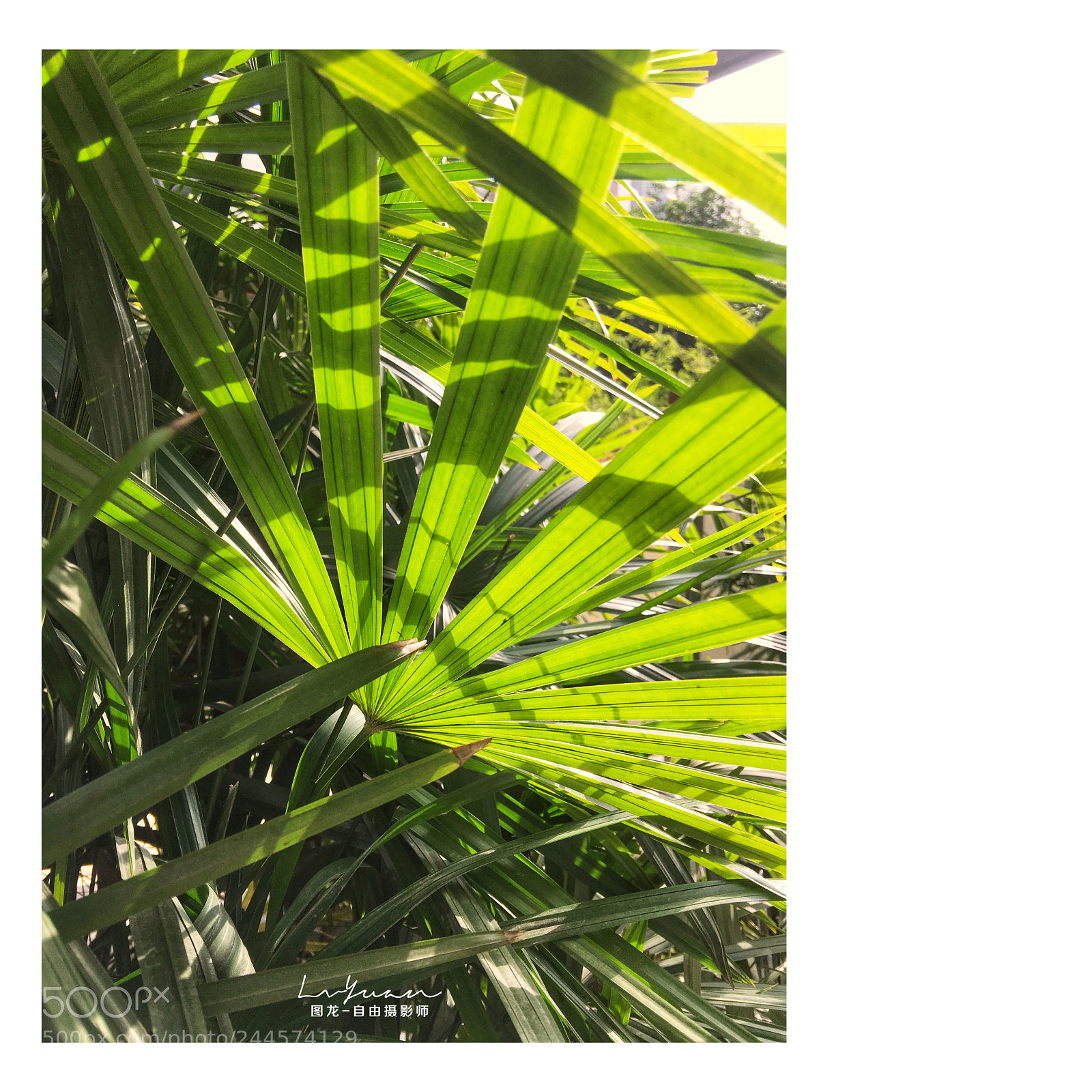 Apple iPhone 6s Plus sample photo. Untitled photography