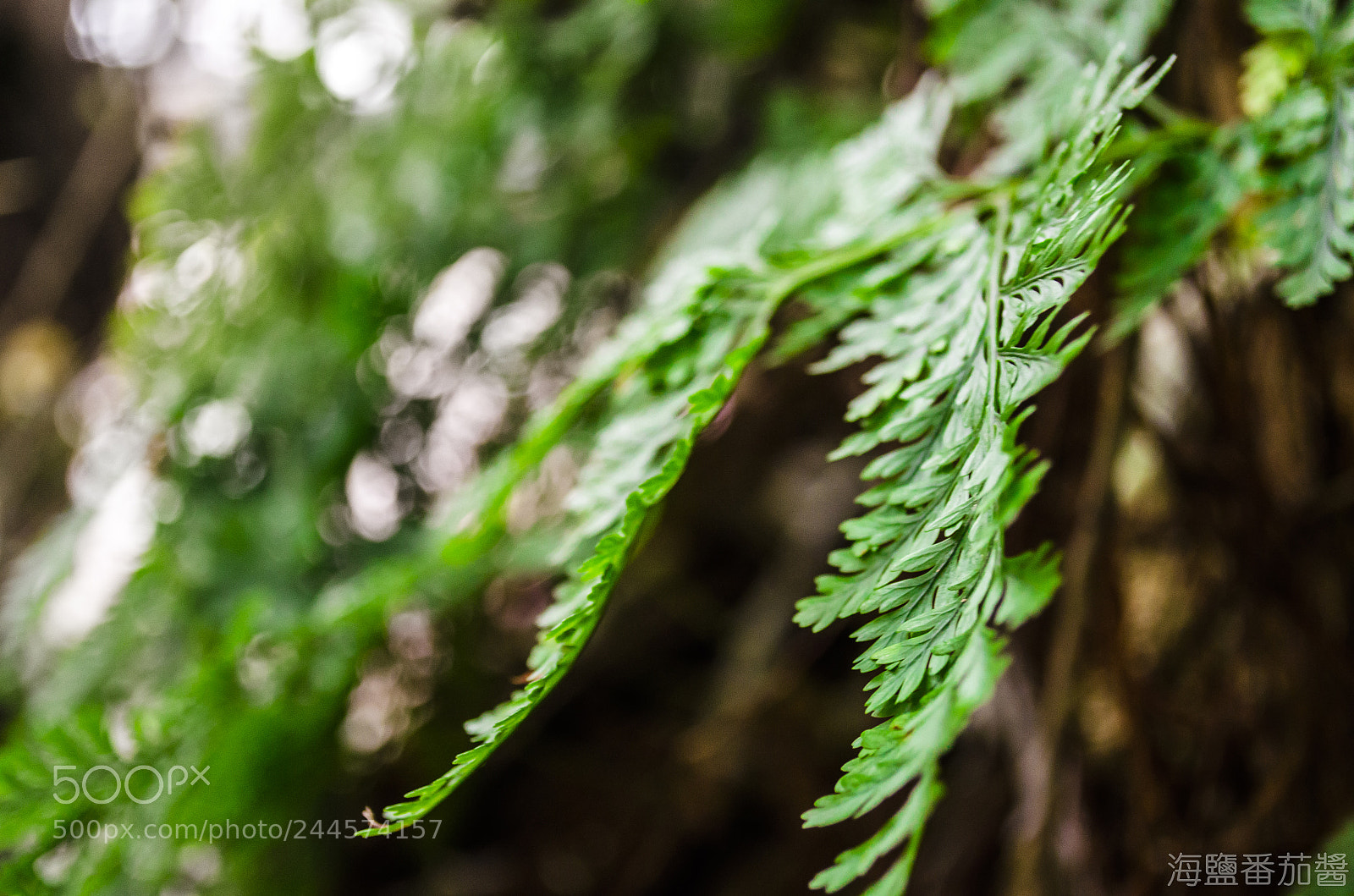 Nikon D5100 sample photo. Life photography
