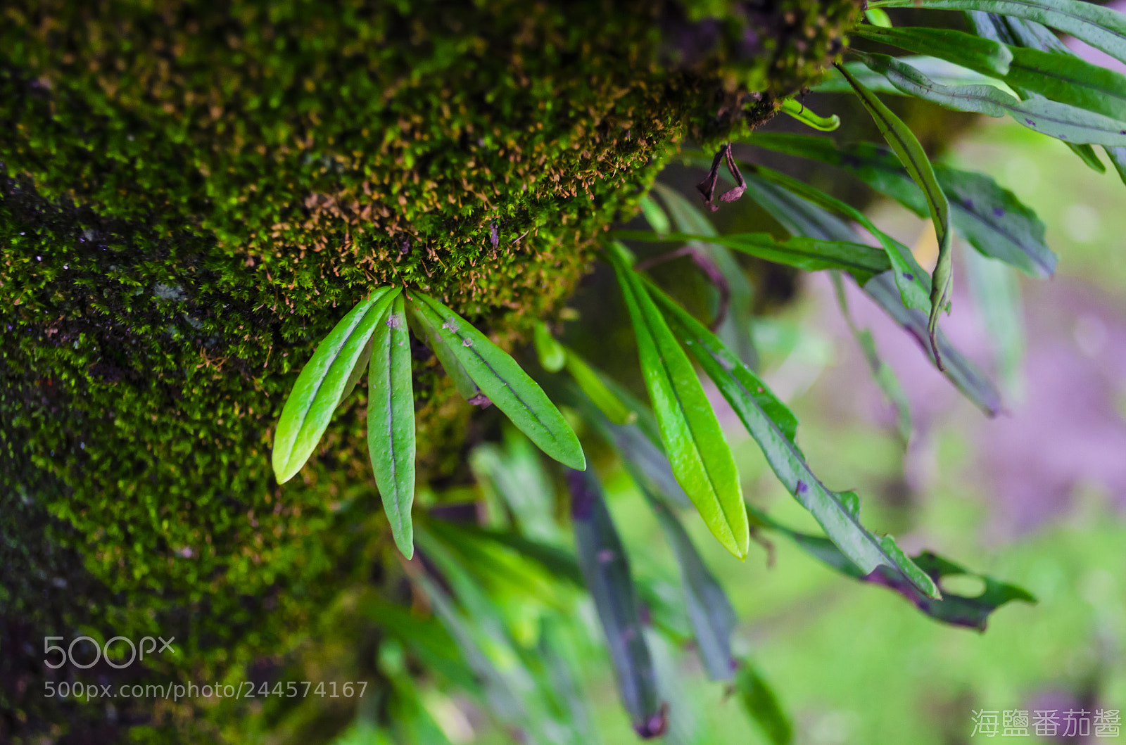 Nikon D5100 sample photo. Life photography