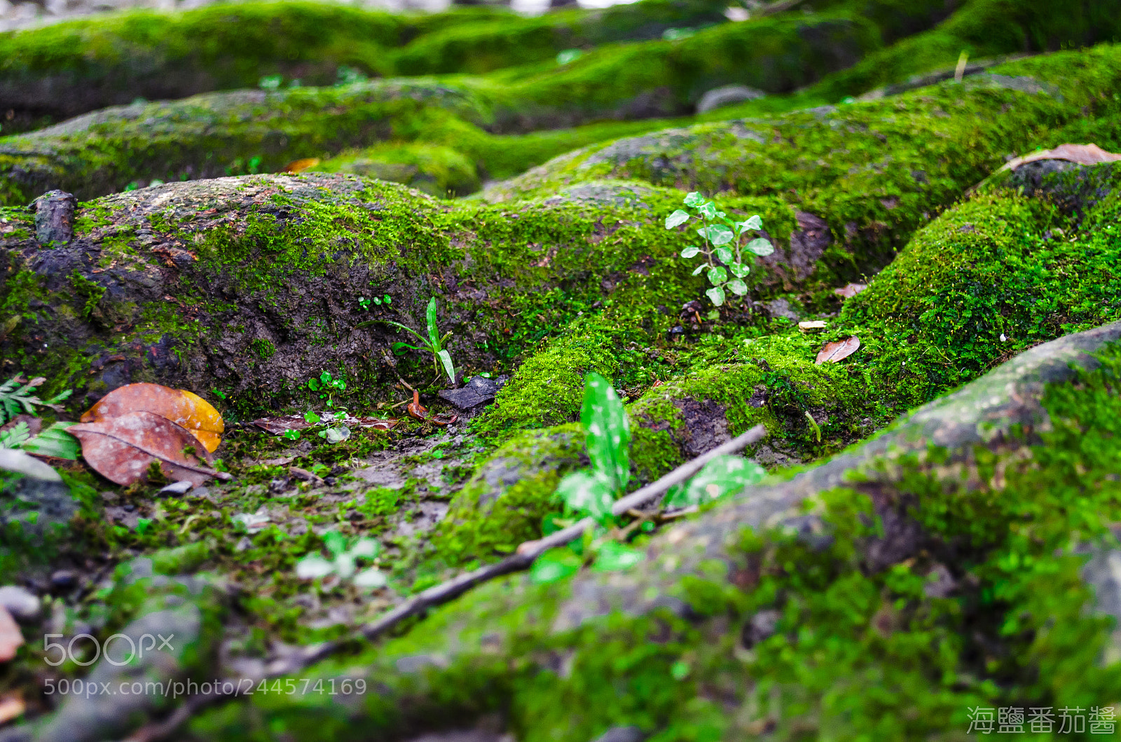 Nikon D5100 sample photo. Life photography