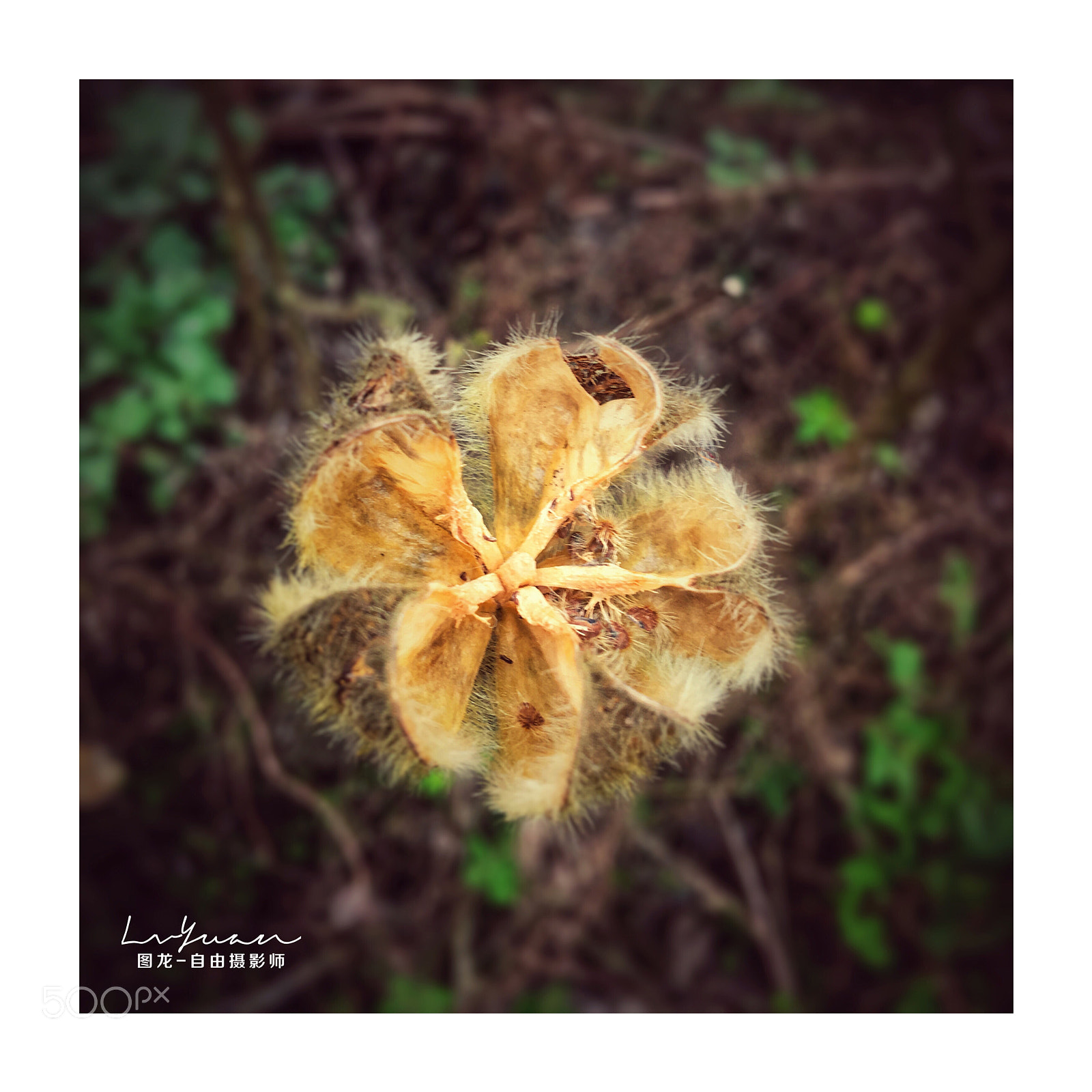 Apple iPhone 6s Plus sample photo. Untitled photography