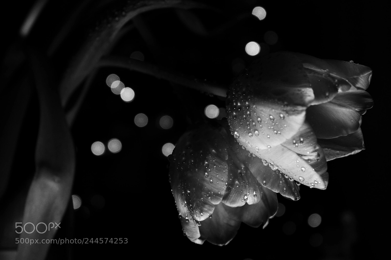 Canon EF-S 18-55mm F3.5-5.6 III sample photo. Tulip iii photography
