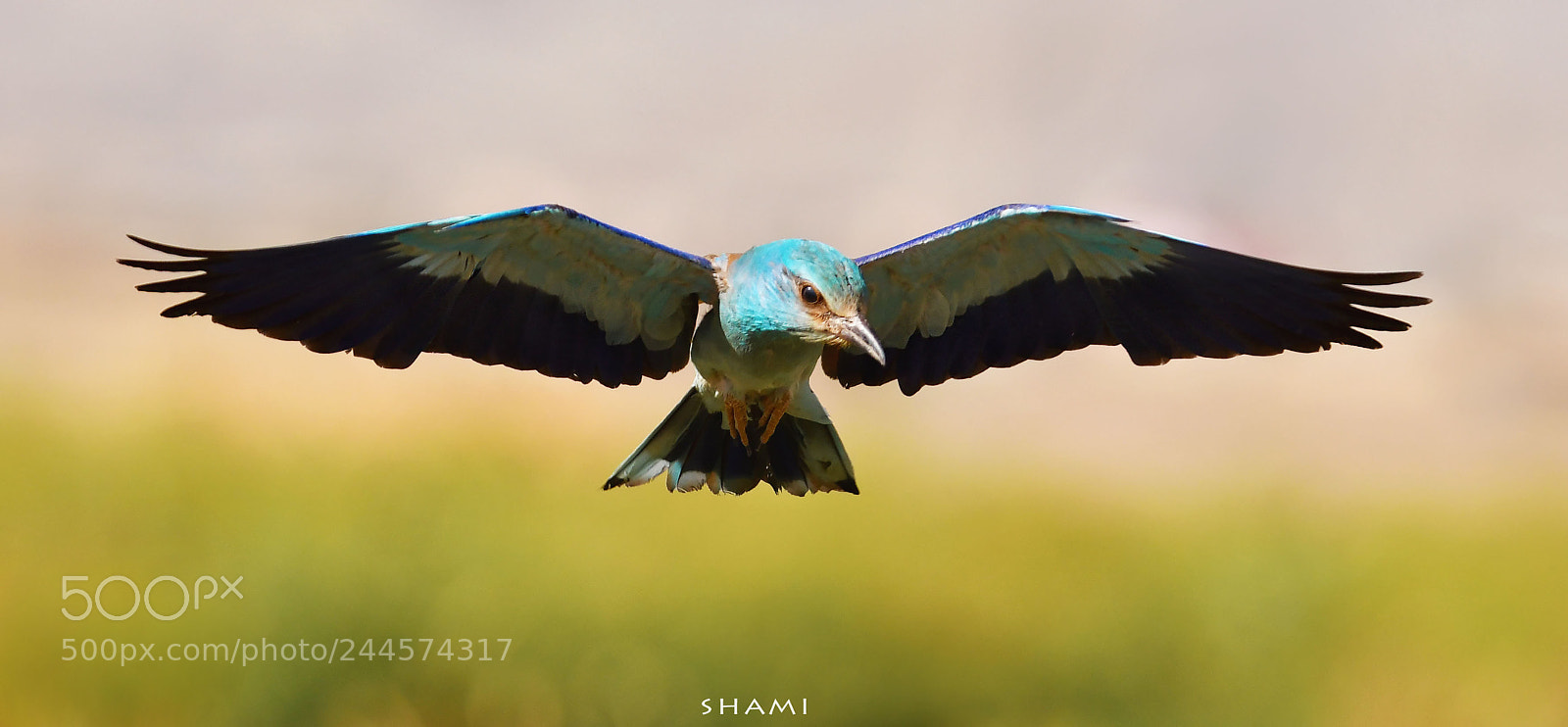 Nikon D500 sample photo. European roller photography