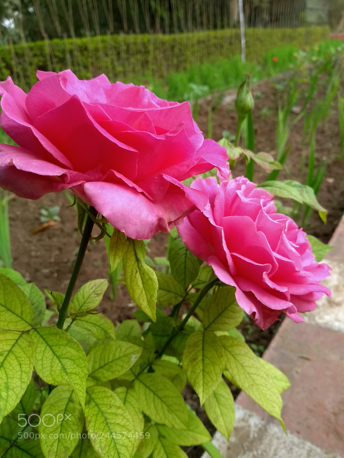 Motorola Moto G (5S) sample photo. Untitled photography