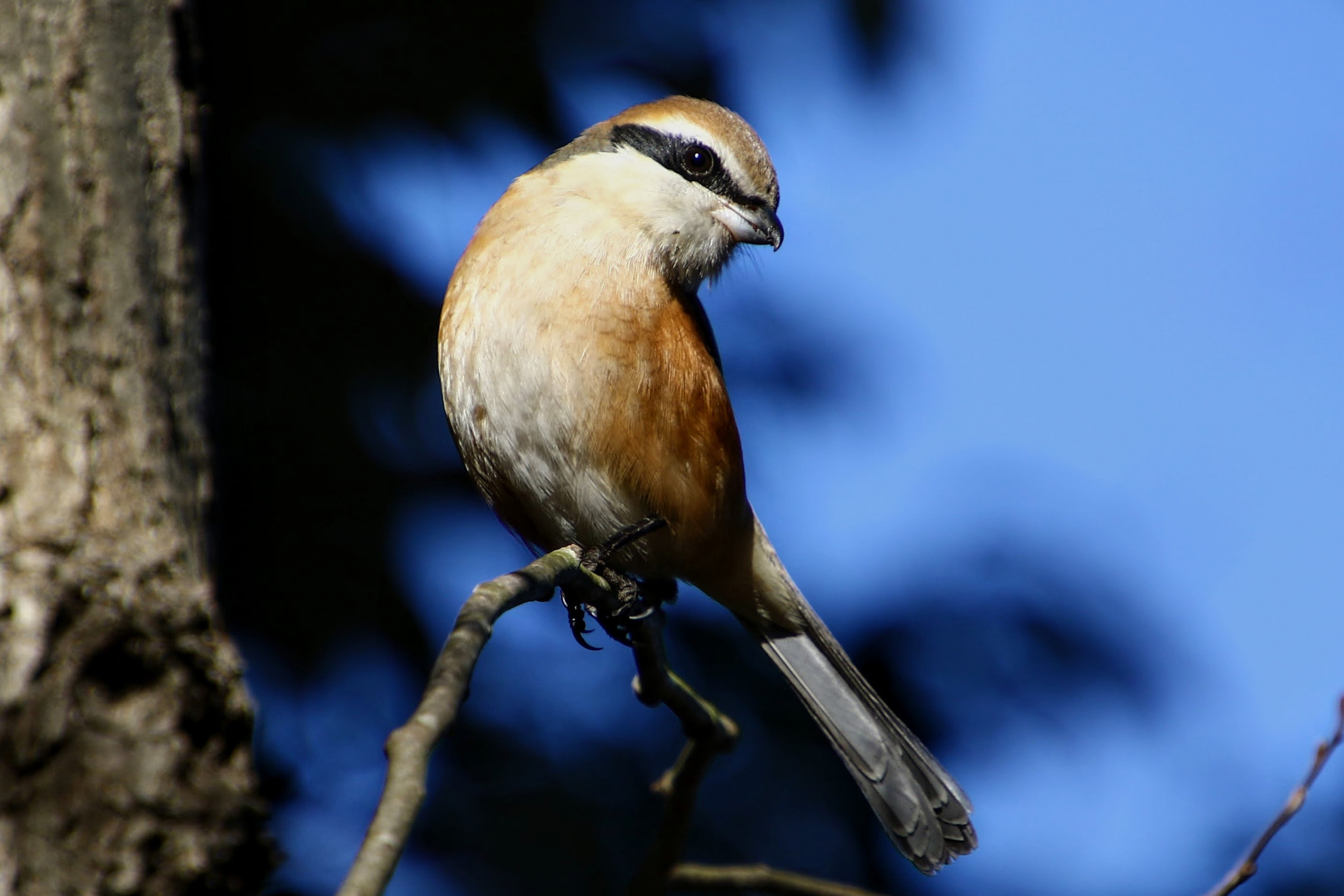 Canon EF 300mm F2.8L IS II USM sample photo. モズ photography