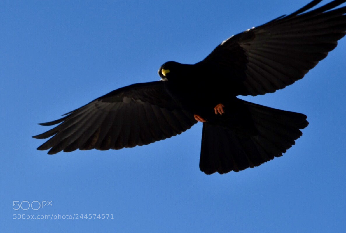 Nikon D5500 sample photo. Bird, nikon d5500 af-s photography