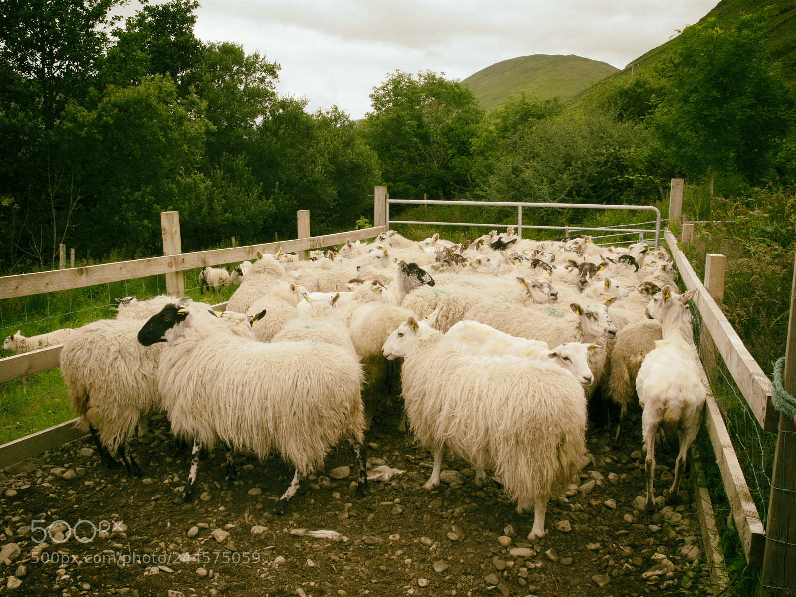 Olympus E-520 (EVOLT E-520) sample photo. Chasing sheep is best photography