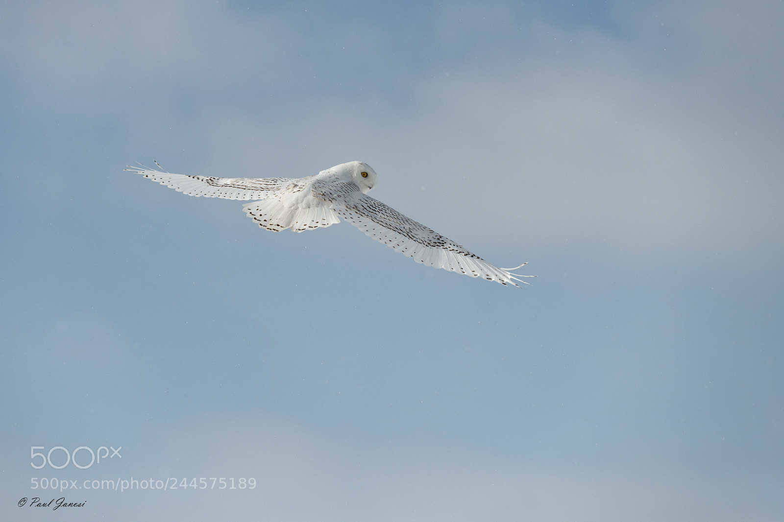 Nikon D850 sample photo. Snowy owl photography