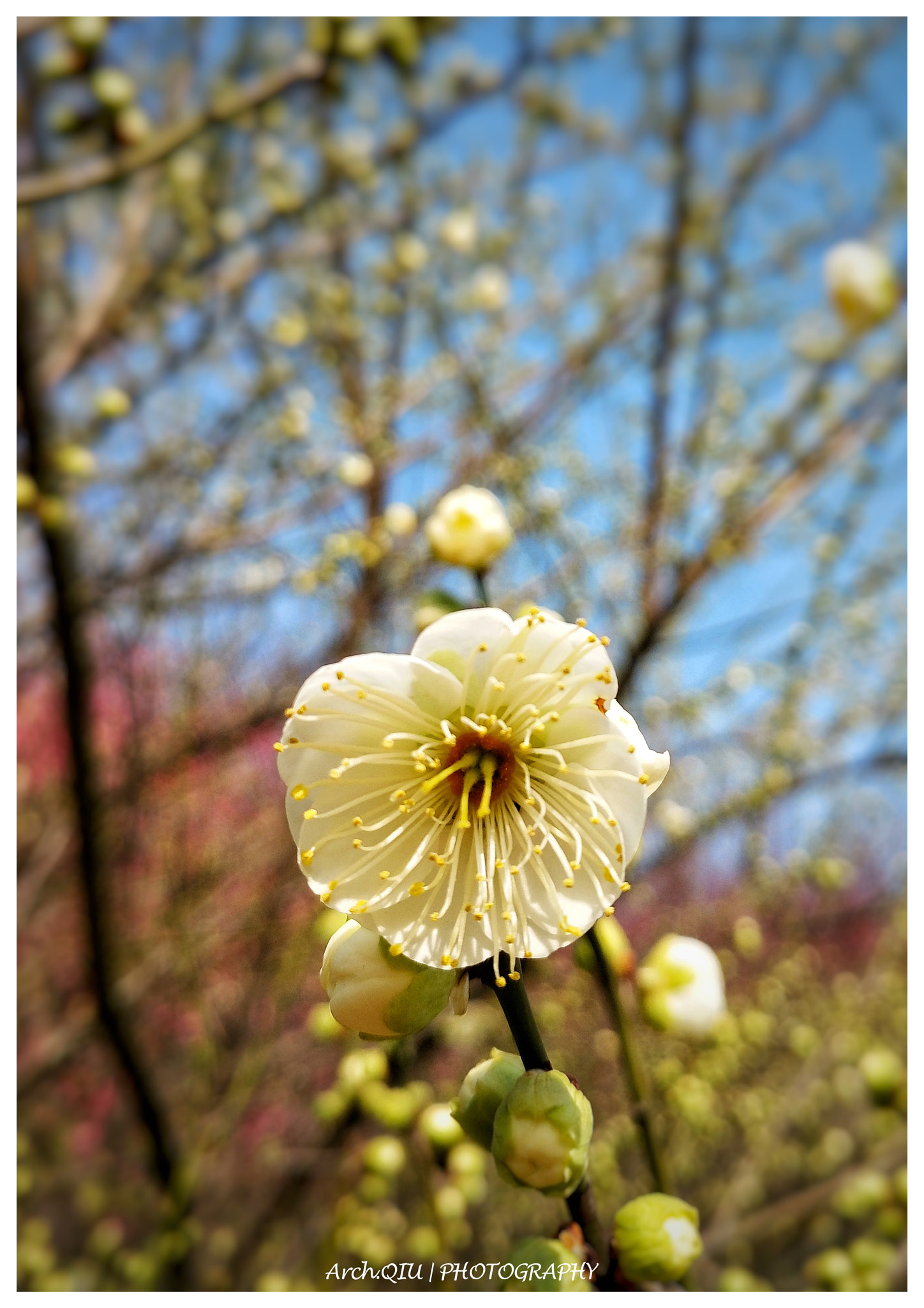 vivo X7PLUS sample photo. 梅。2018.2.1 photography