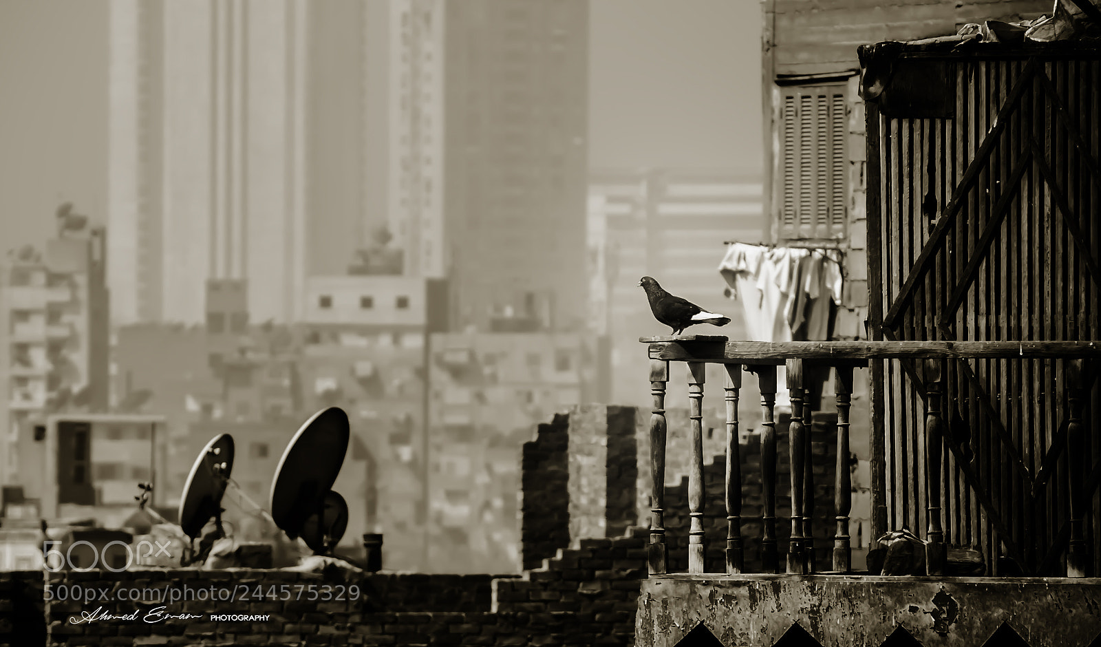 Nikon D3000 sample photo. Small world photography