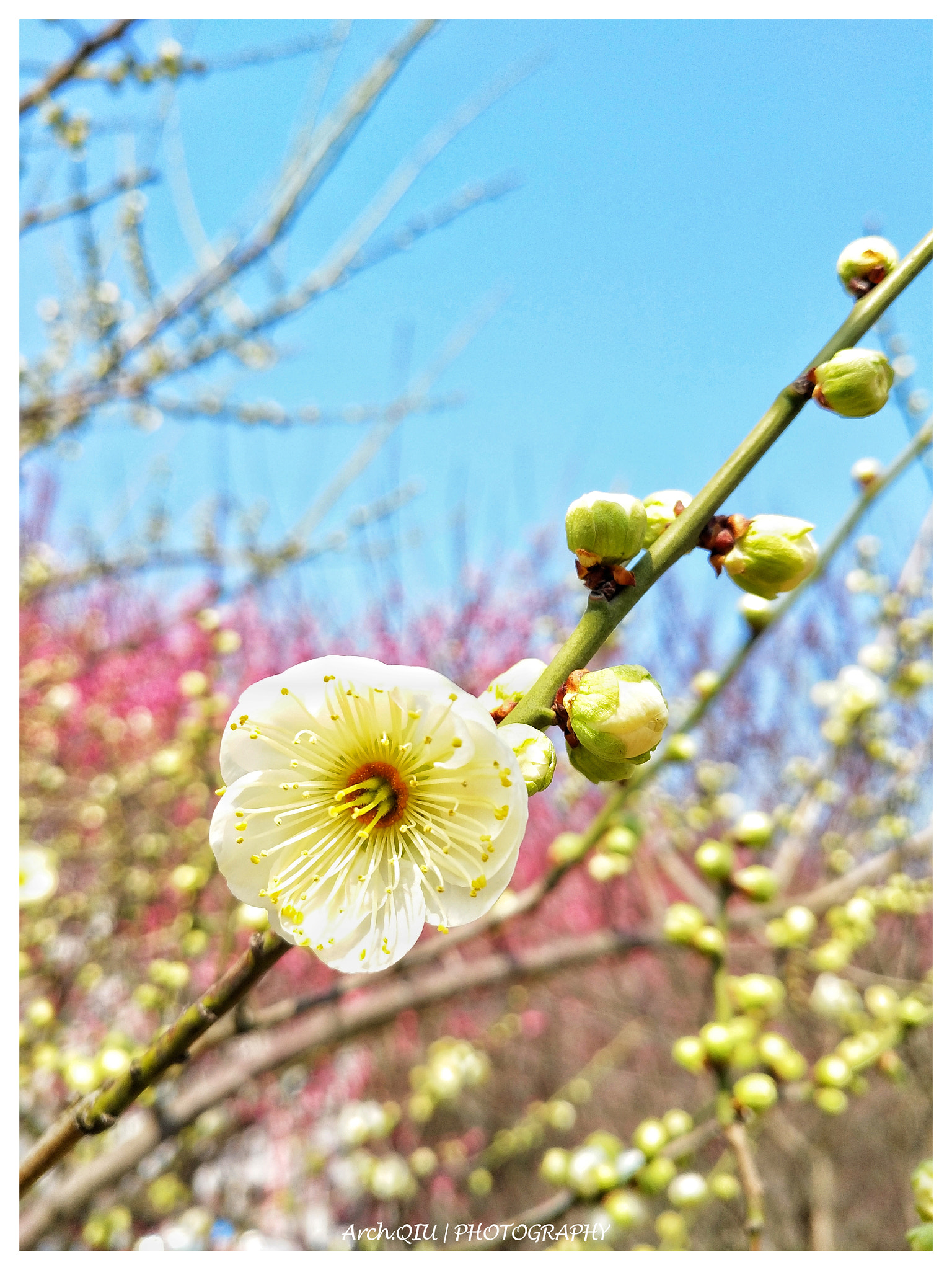 vivo X7PLUS sample photo. 梅。2018.2.1 photography