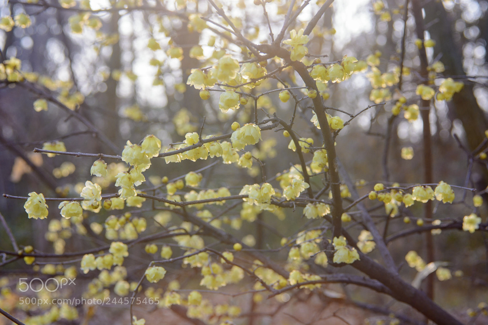 Nikon D7100 sample photo. Ro-bai photography
