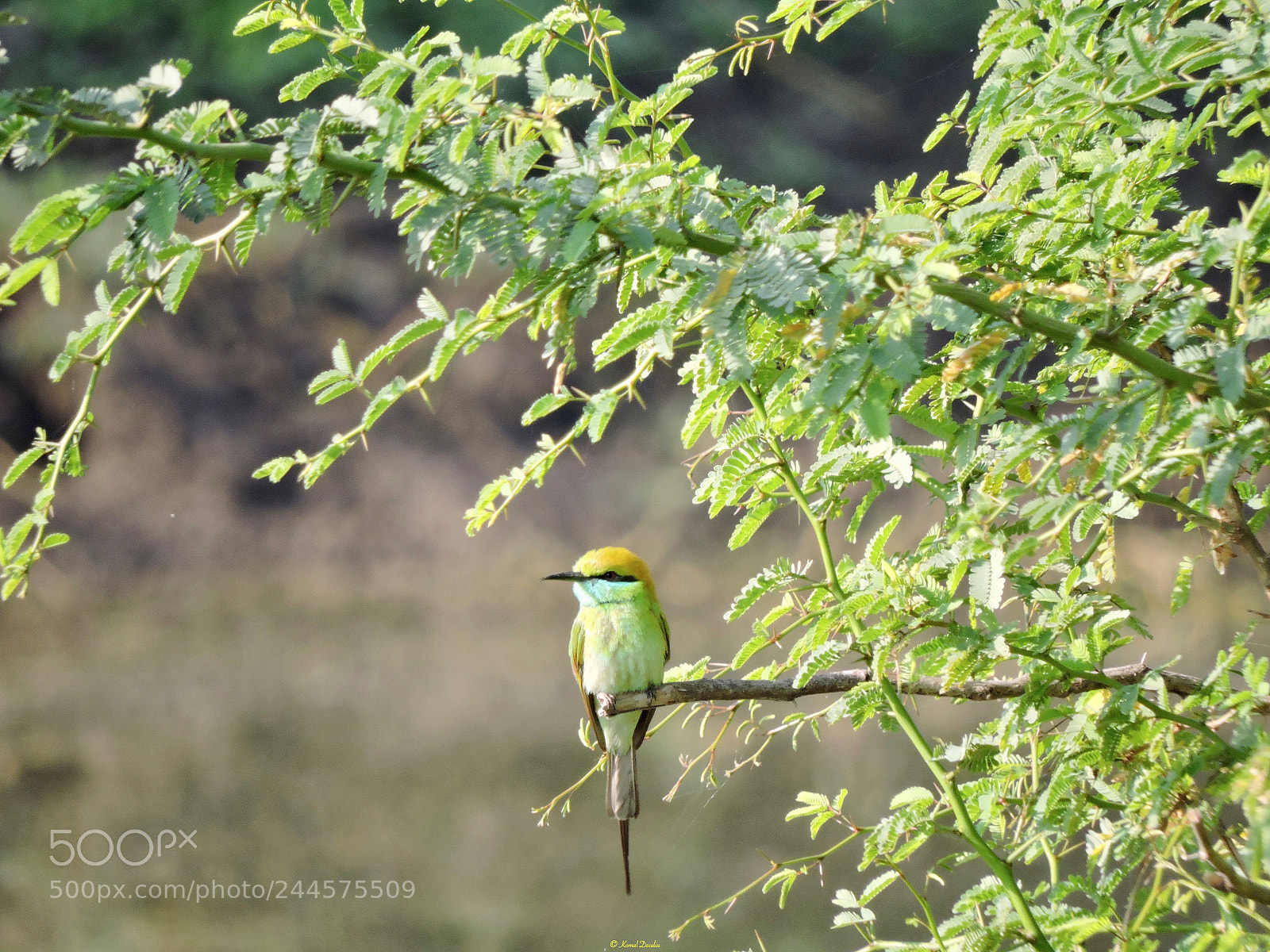 Nikon Coolpix P600 sample photo. Bee eater photography
