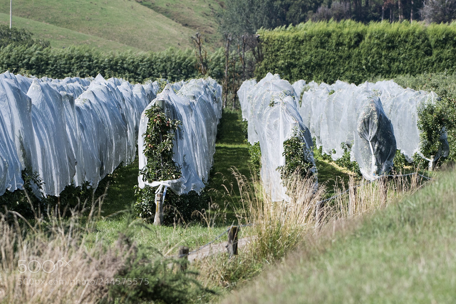 Nikon D500 sample photo. Apple orchard, motueka photography