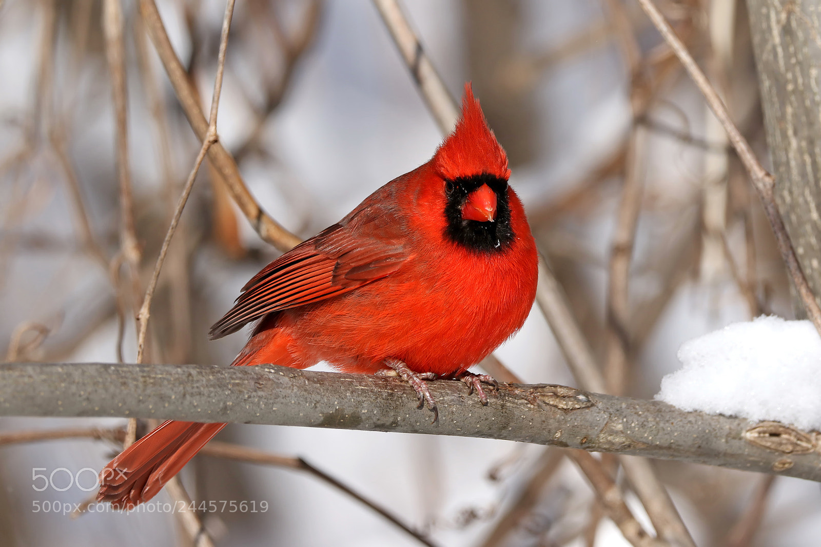 Canon EOS 7D Mark II sample photo. Male northern cardinal photography