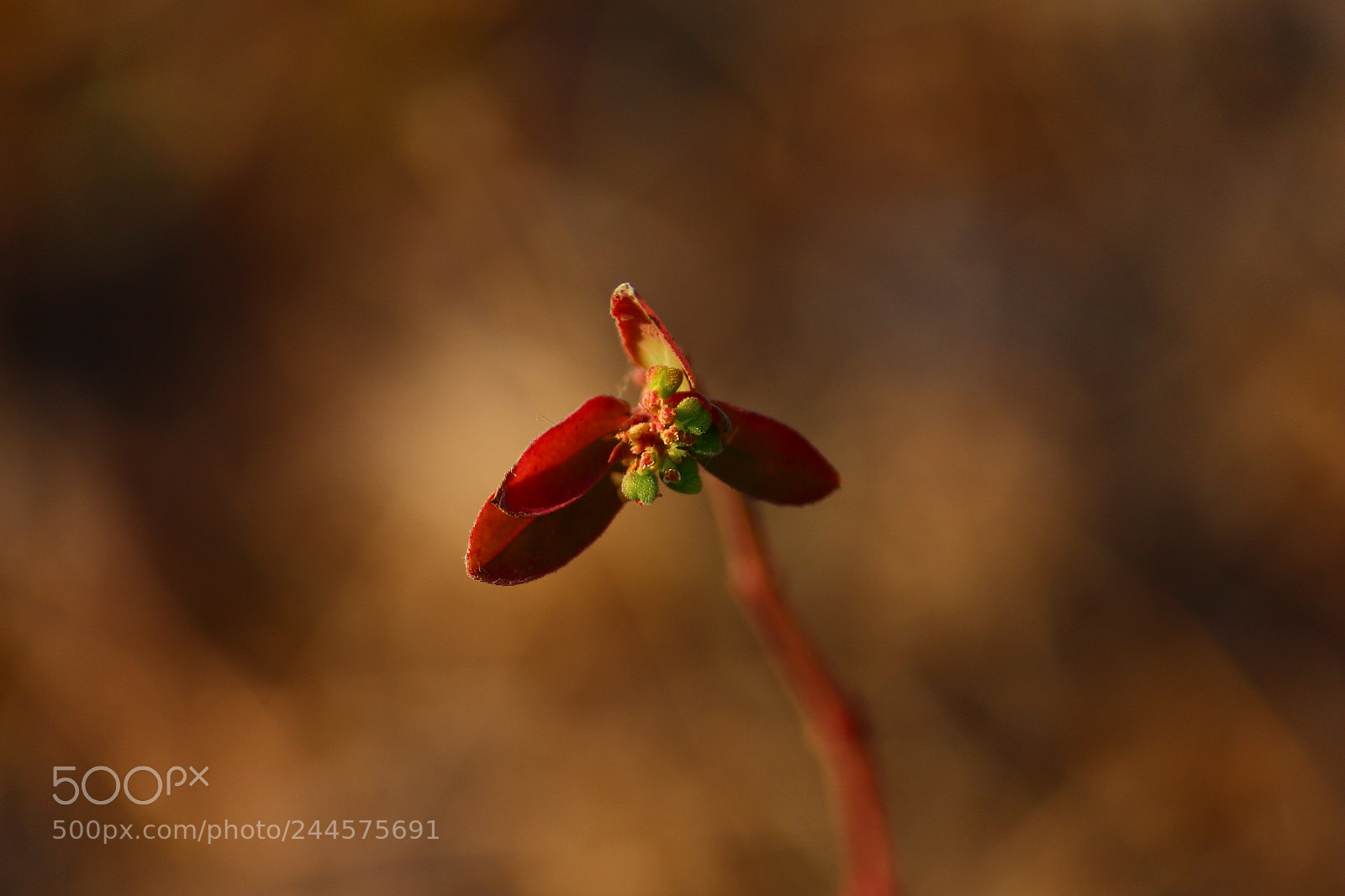 Canon EF-S 55-250mm F4-5.6 IS II sample photo. Micro.....f photography