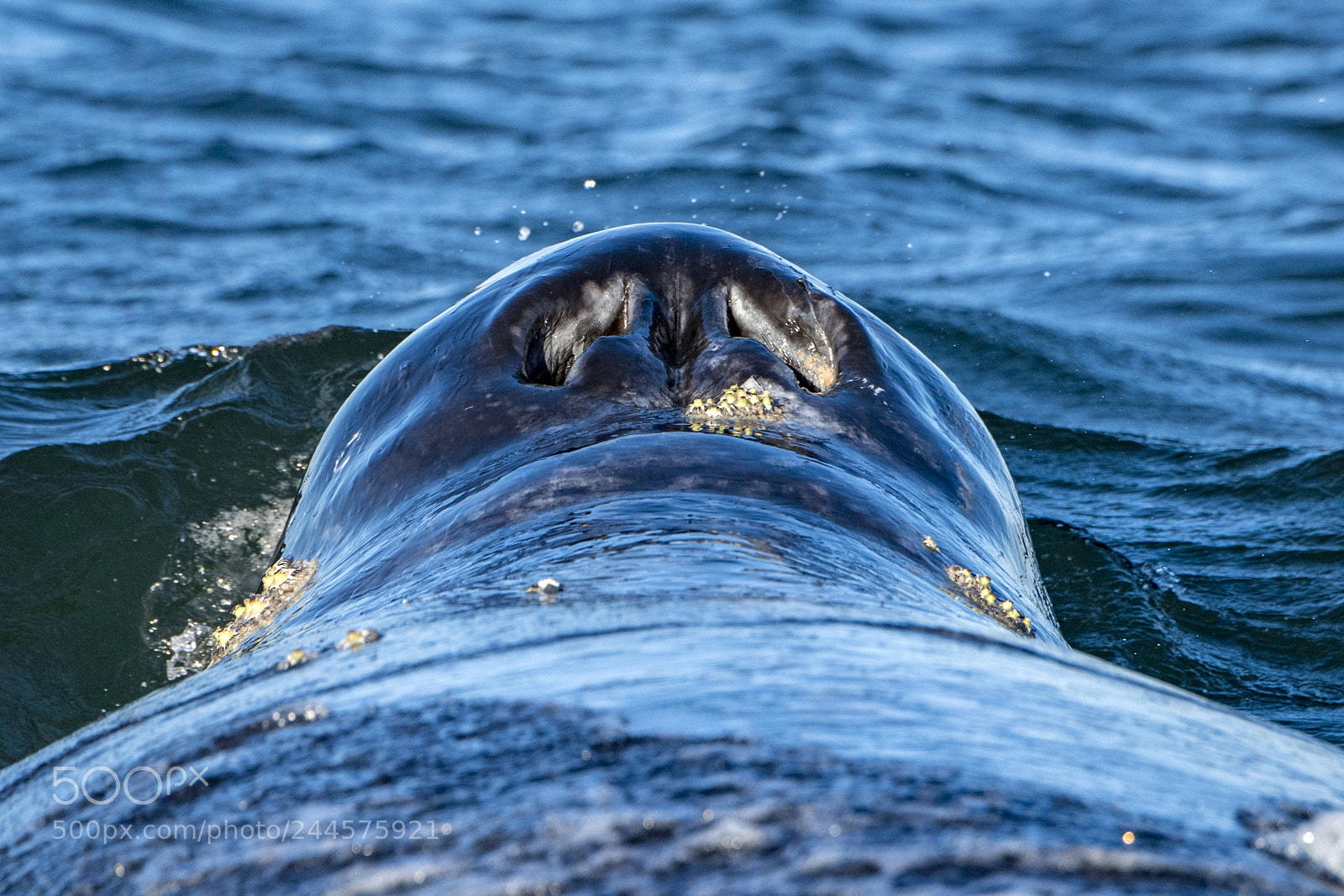 Nikon D5 sample photo. Riding the whale photography