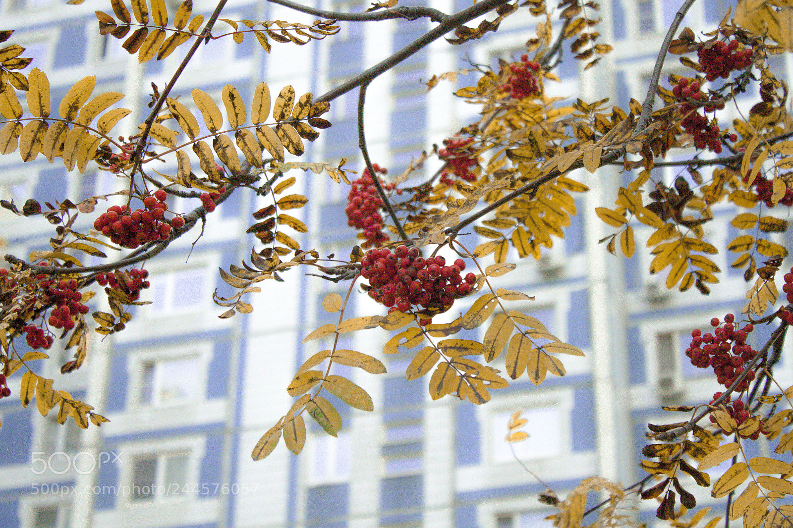 Canon EOS 500D (EOS Rebel T1i / EOS Kiss X3) sample photo. Осень photography