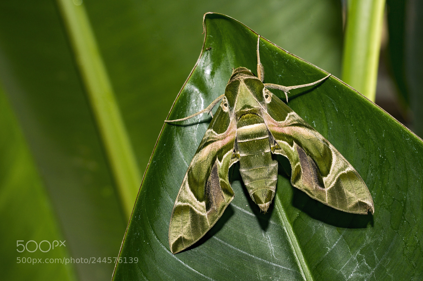 Sony a7R II sample photo. A oleander hawk-moth camouflaged photography