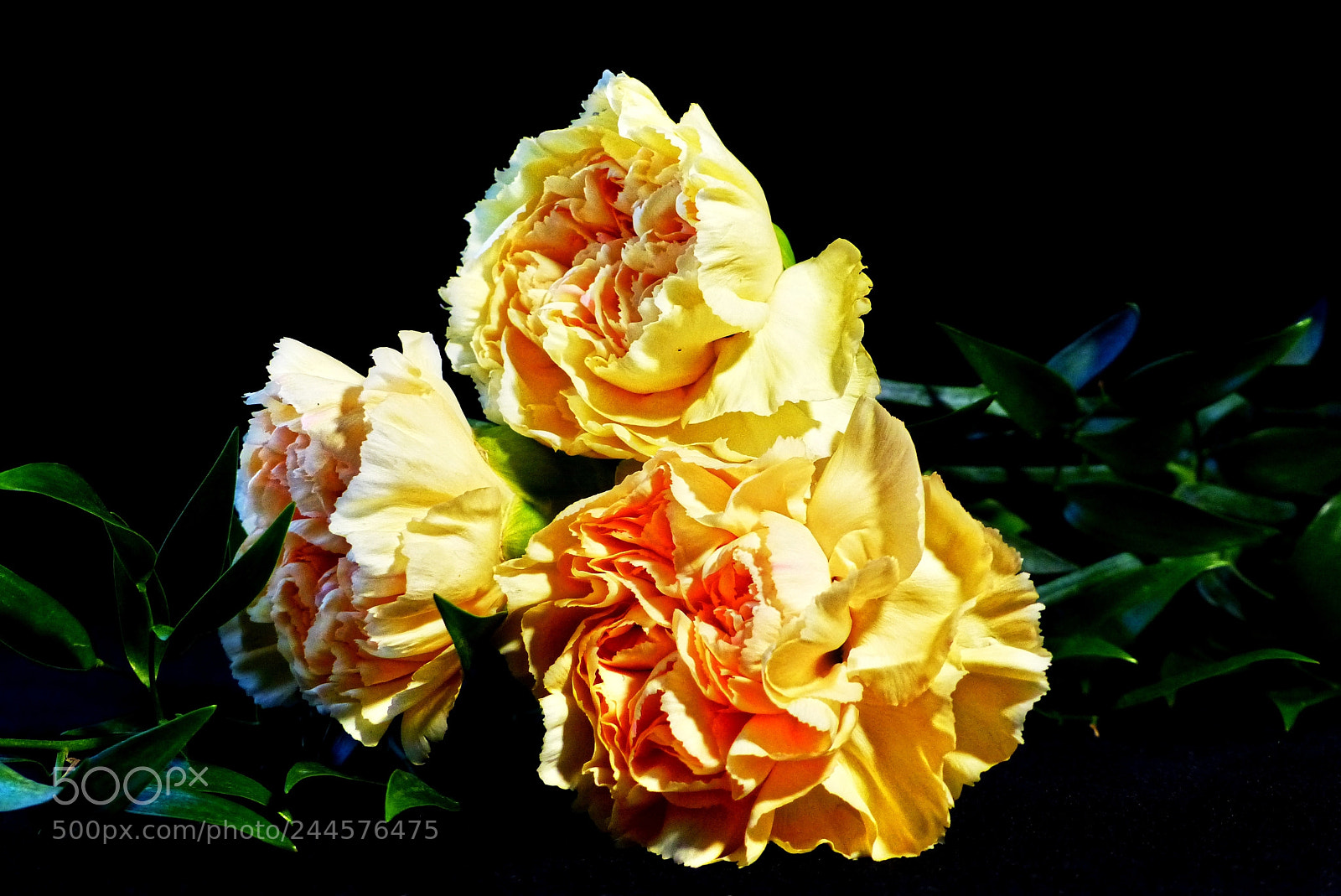 Panasonic Lumix DMC-FZ200 sample photo. Go dziki x carnation photography