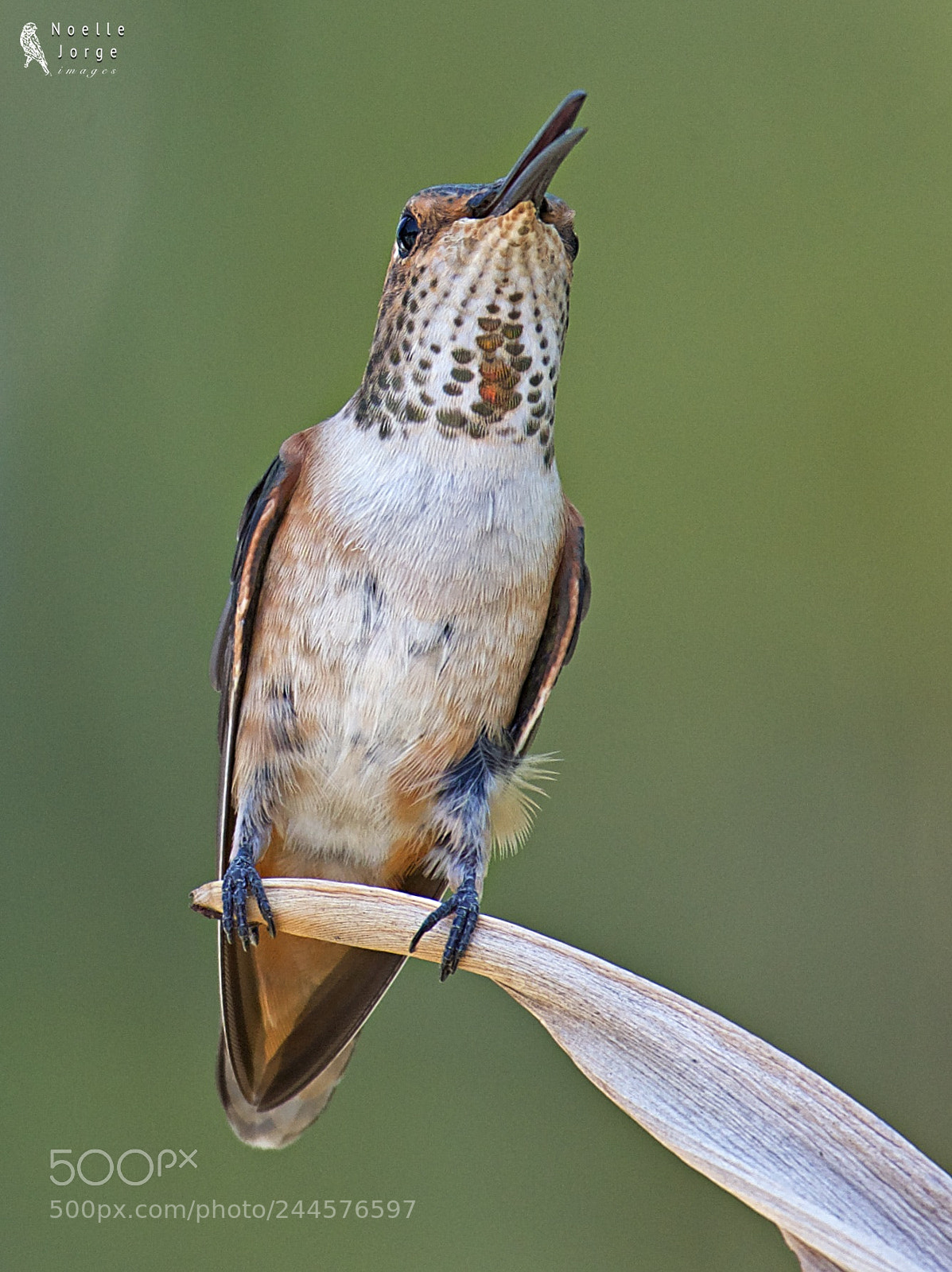 Nikon D500 sample photo. Female allen s hummingbird photography