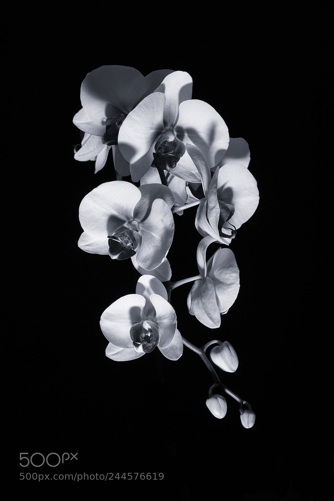 Canon EOS 7D Mark II sample photo. Orchid black & white photography