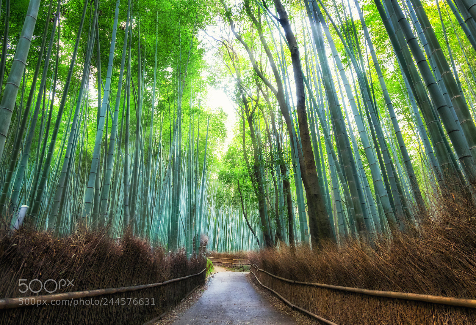 Nikon D850 sample photo. Arashiama forest photography