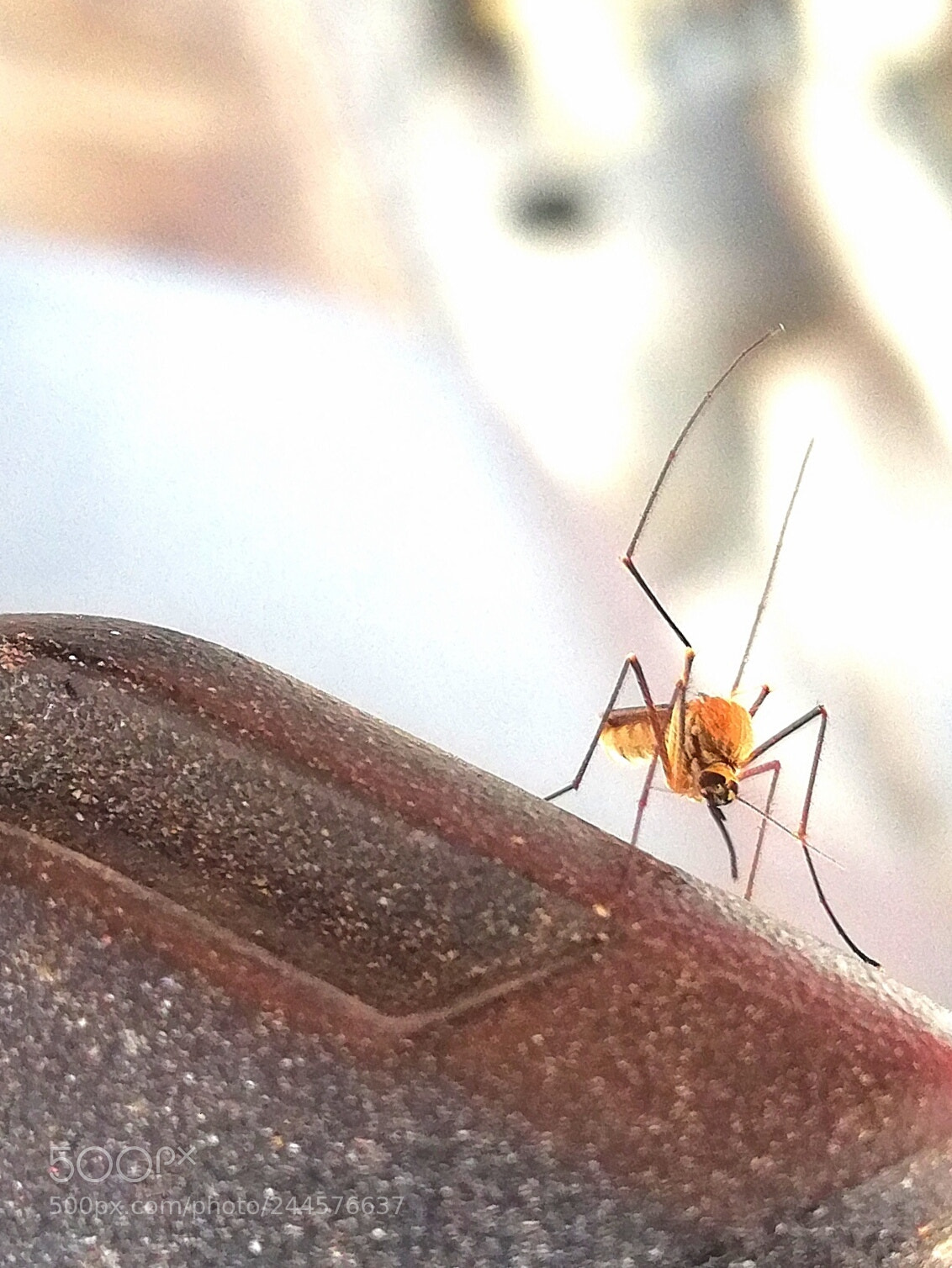 HUAWEI nova 2i sample photo. Untitled photography