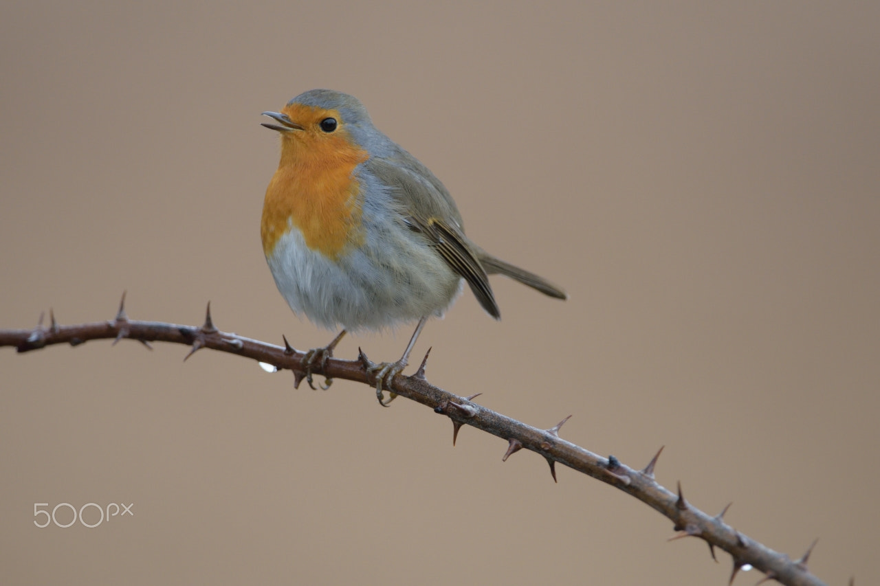 Nikon AF-S Nikkor 200-400mm F4G ED-IF VR sample photo. Robin photography