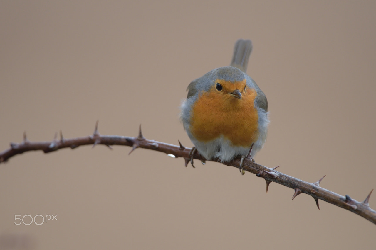 Nikon AF-S Nikkor 200-400mm F4G ED-IF VR sample photo. Robin photography