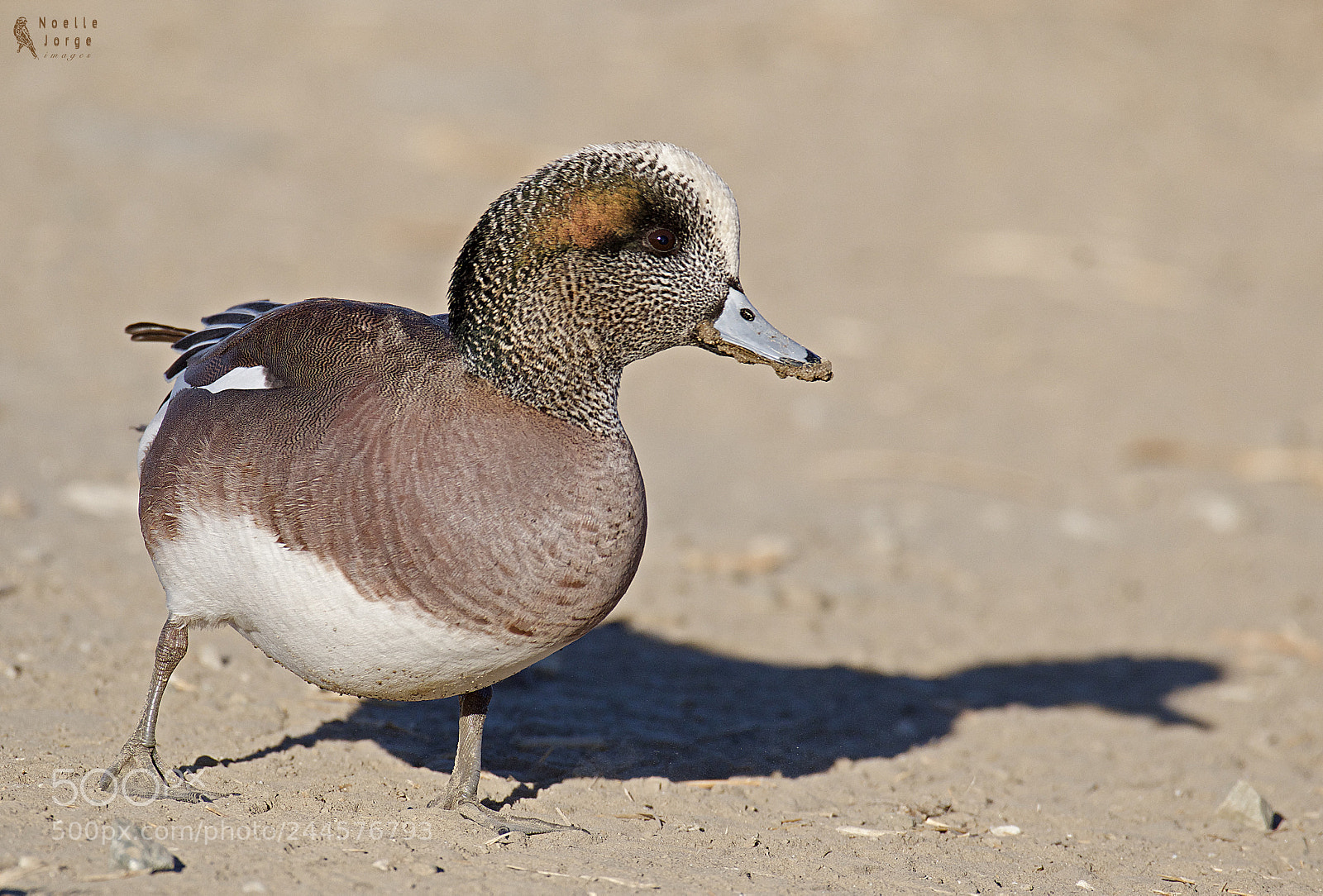Nikon D500 sample photo. Immature male american wigeon photography