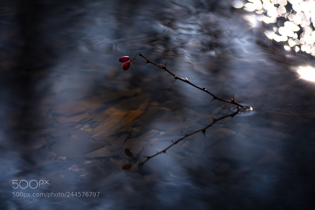 Nikon D810 sample photo. Water colors photography