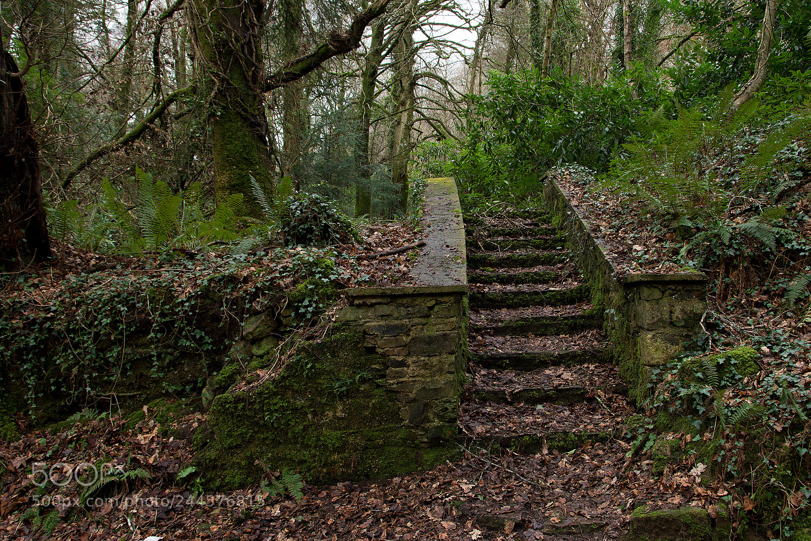 Nikon D7200 sample photo. Entrance to the jungle photography
