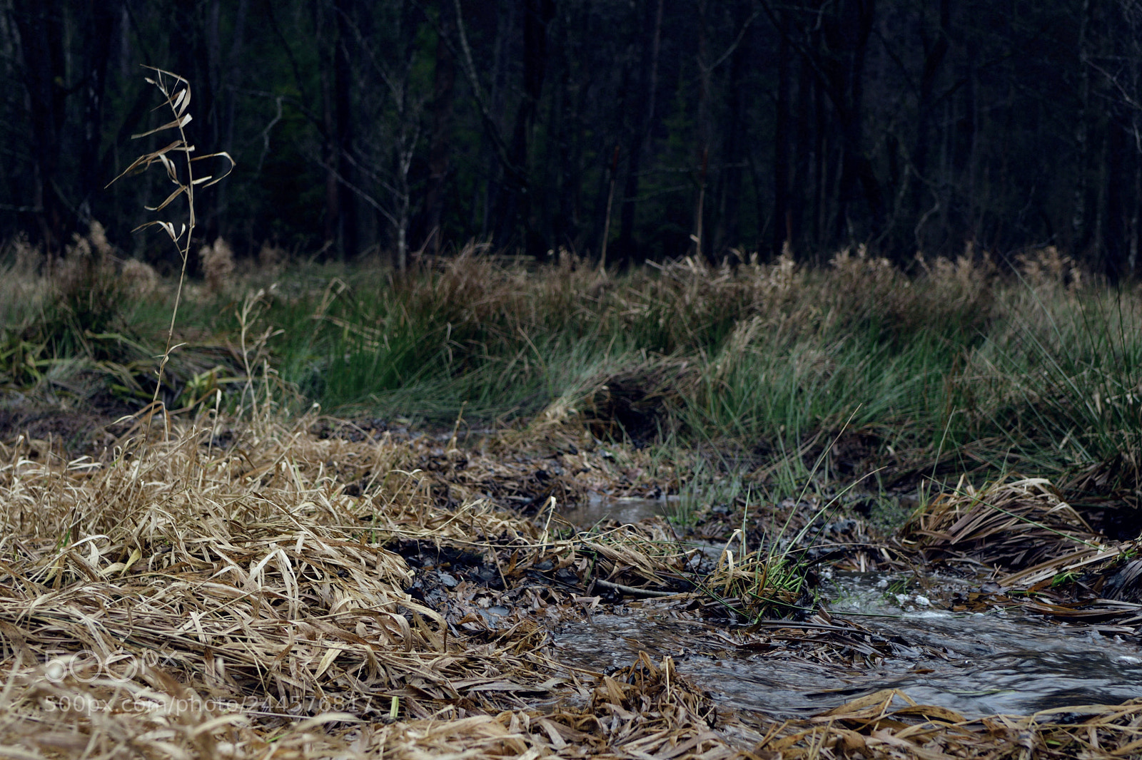 Nikon D7500 sample photo. Inside the swamp photography