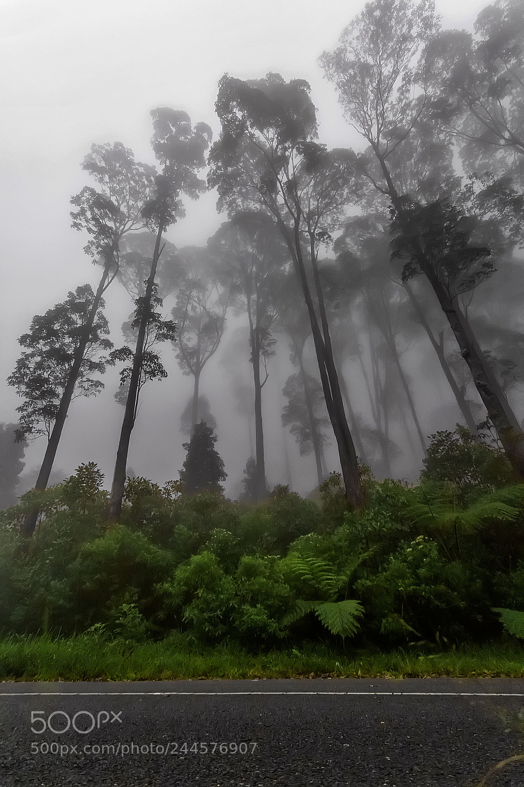 Canon EOS 60D sample photo. Jungle dew photography
