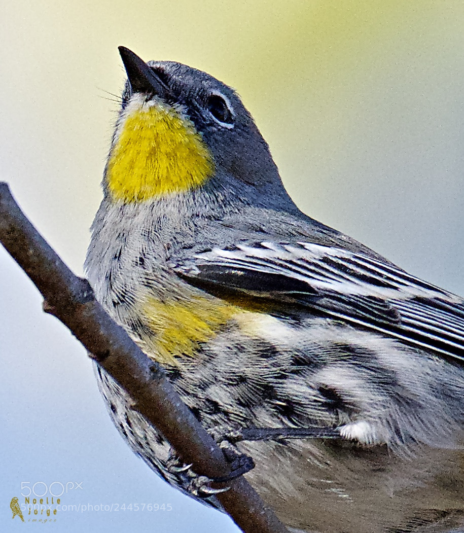 Nikon D500 sample photo. Close up of a photography