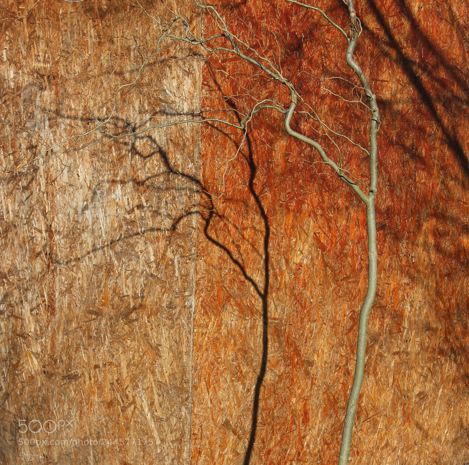 Canon EOS 1200D (EOS Rebel T5 / EOS Kiss X70 / EOS Hi) sample photo. Tree and shadow photography